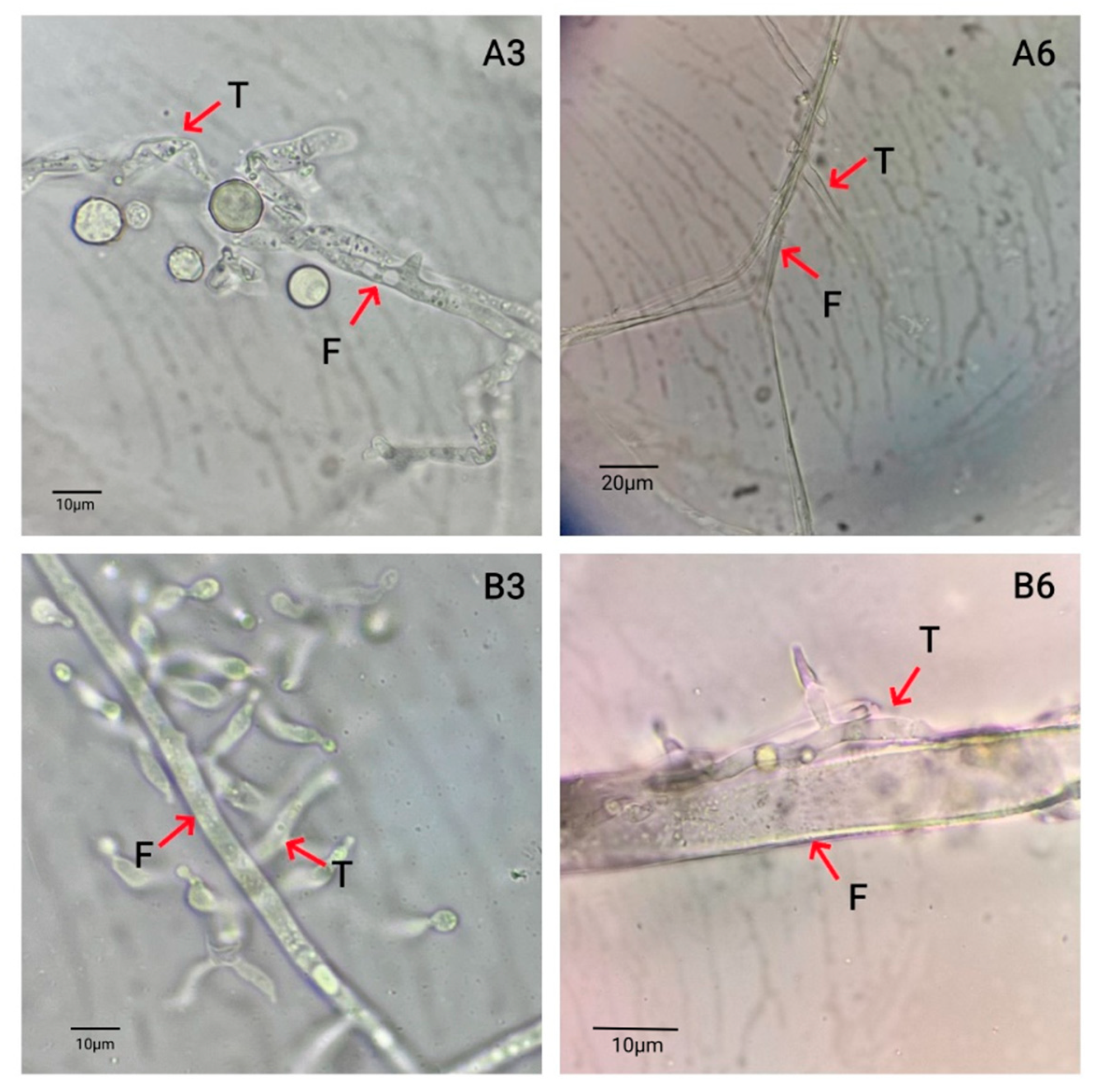Agronomy 15 01776 g012