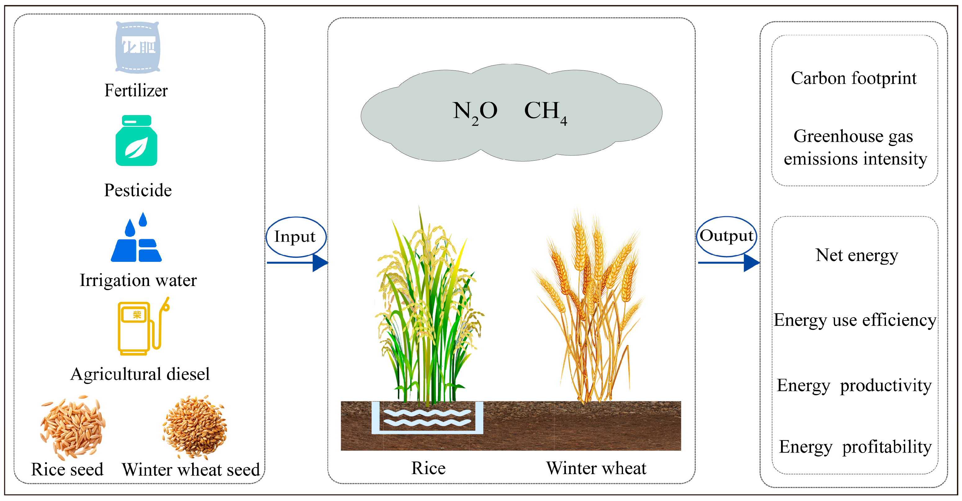 Carbon Footprint and Energy Balance Analysis of Rice-Wheat
