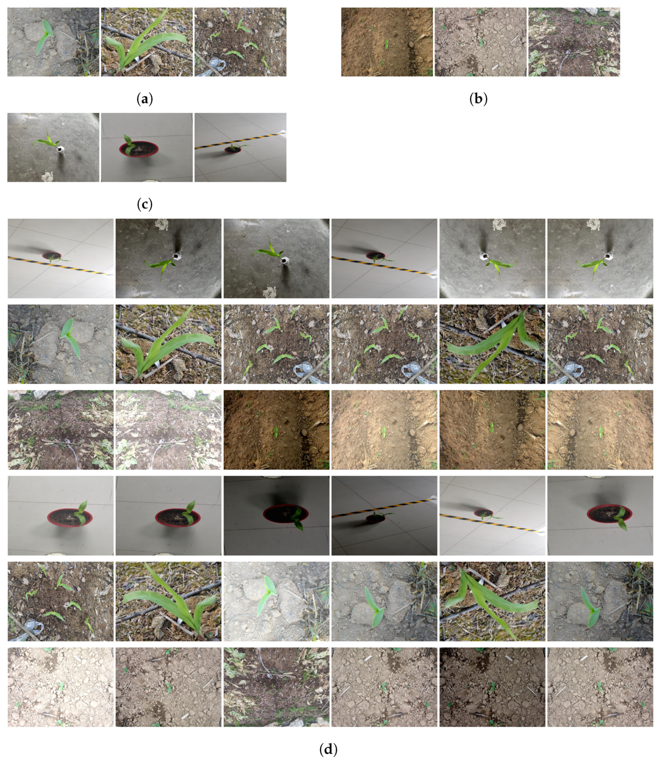 Agronomy 15 01788 g002