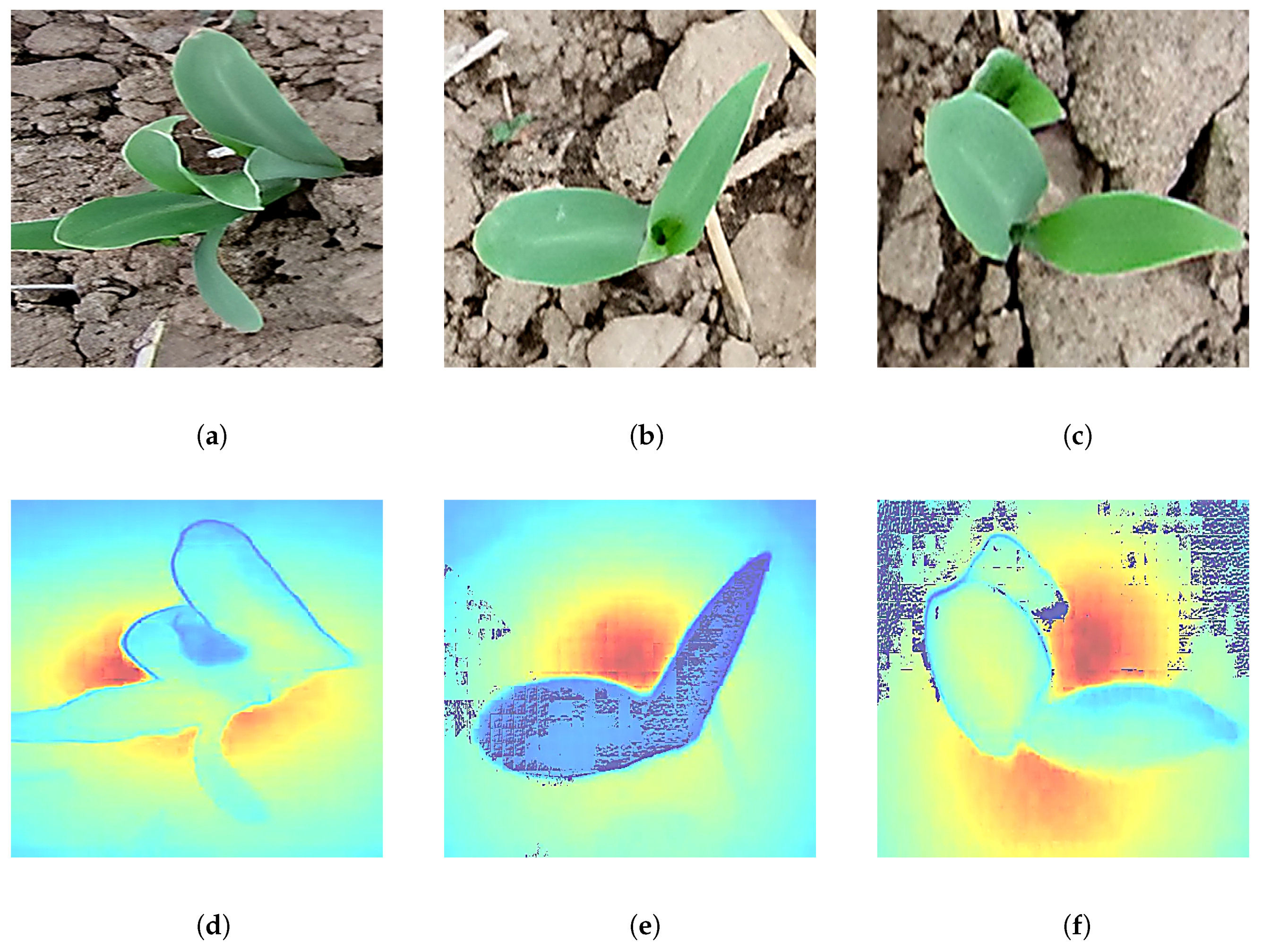 Agronomy 15 01788 g010