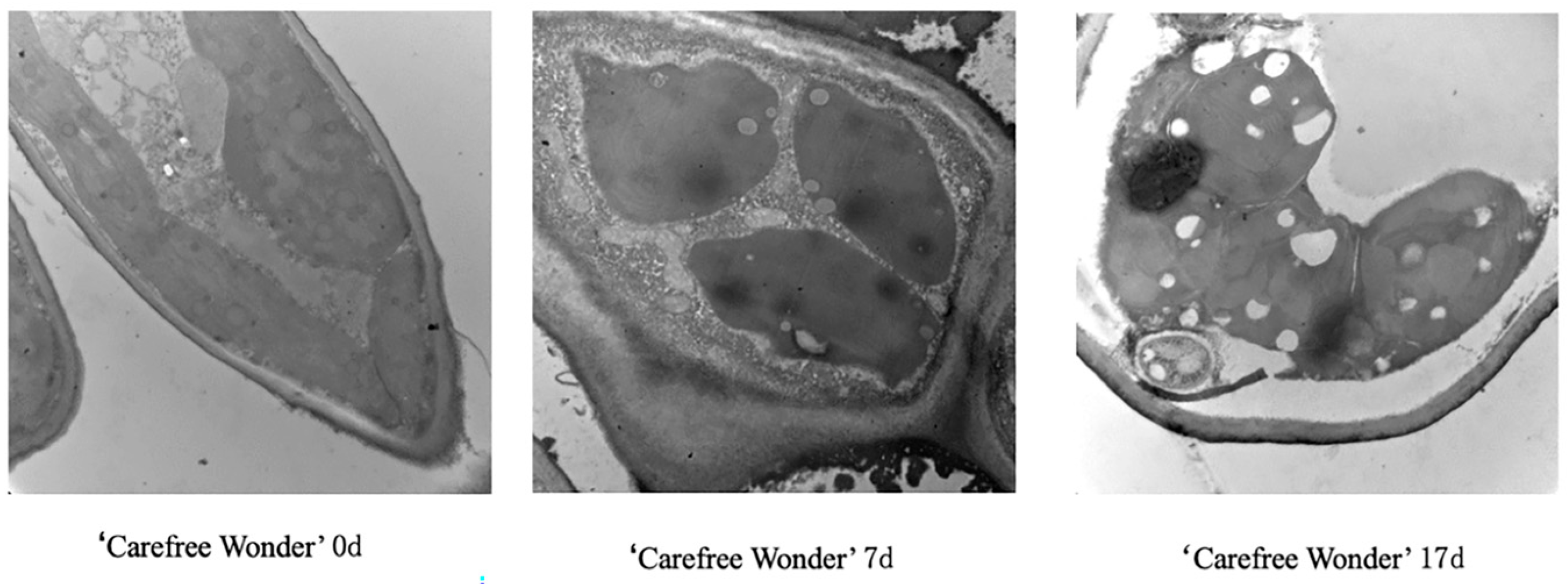 Agronomy 15 01800 g011