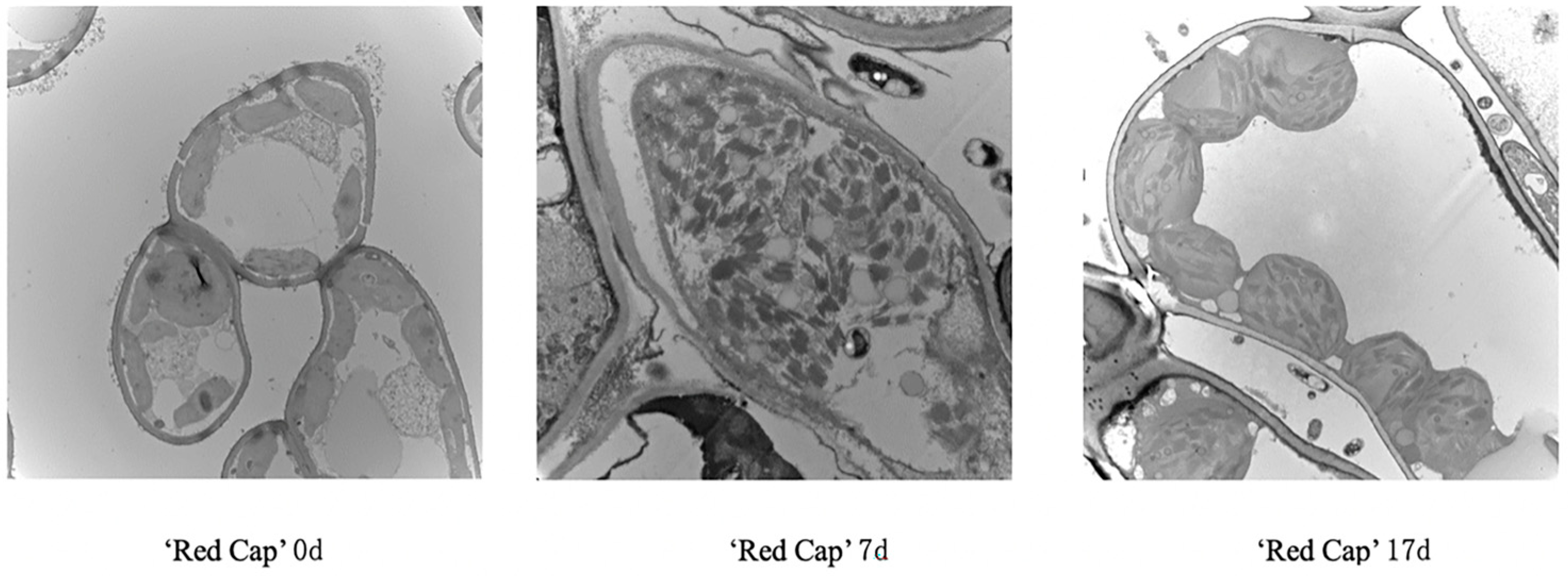 Agronomy 15 01800 g012