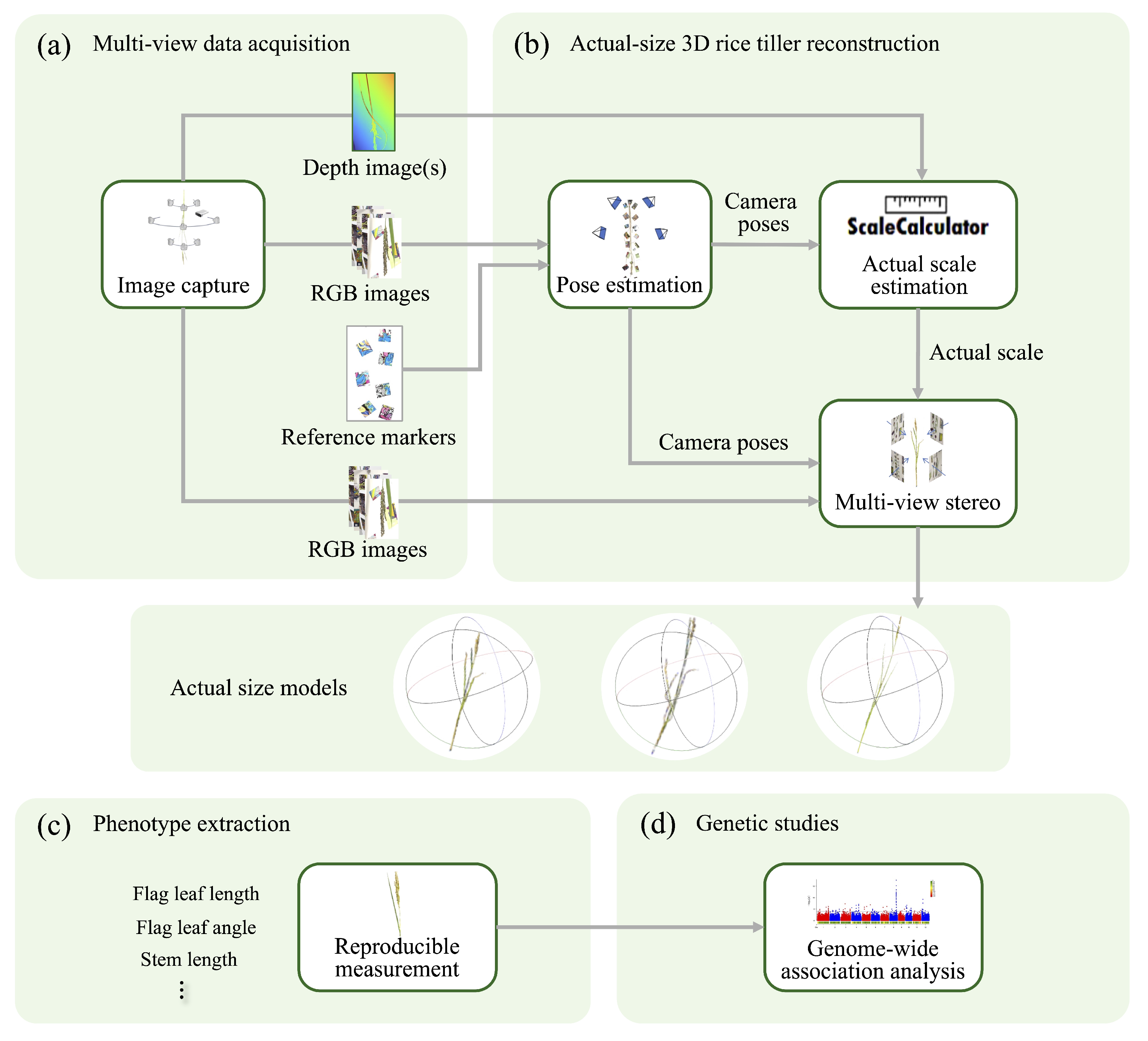 Agronomy 15 01803 g001