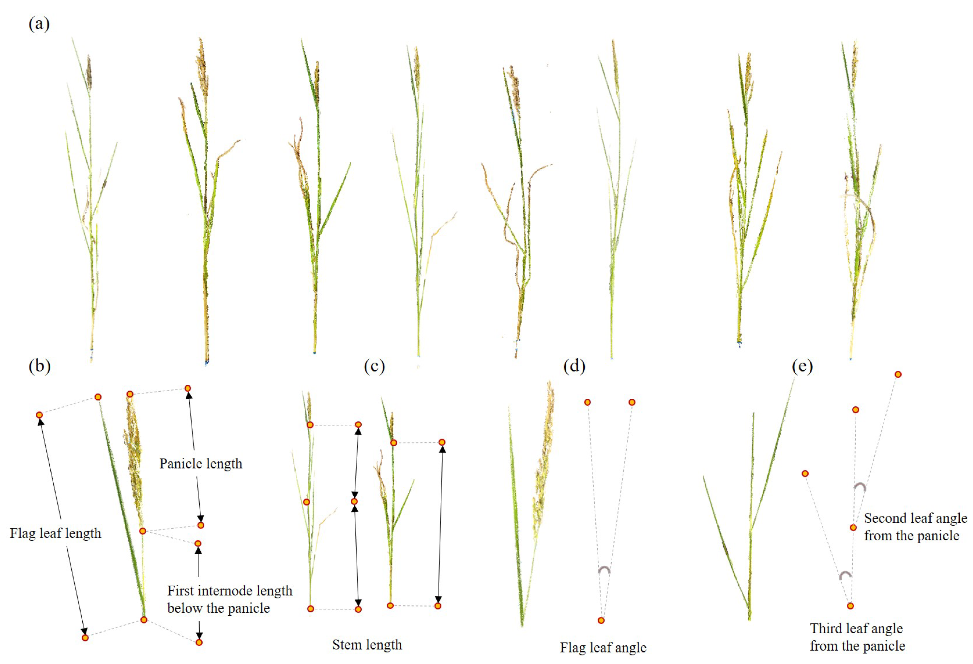 Agronomy 15 01803 g005