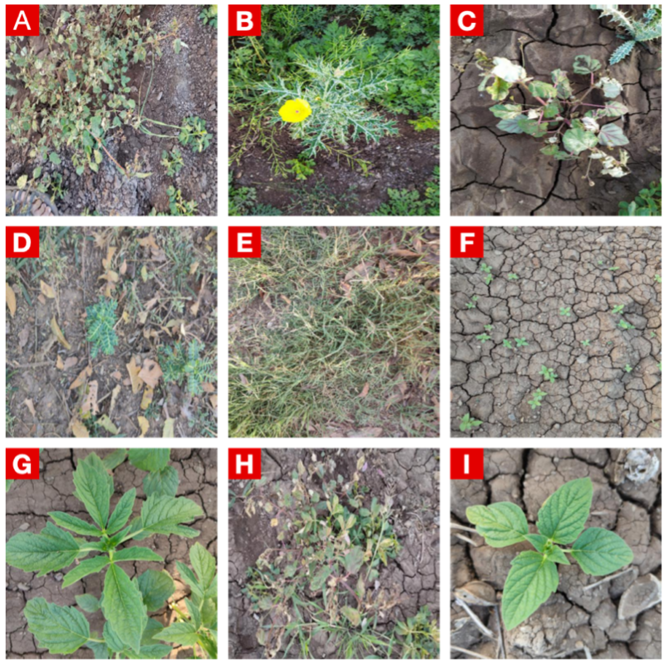 Agronomy 15 01824 g001