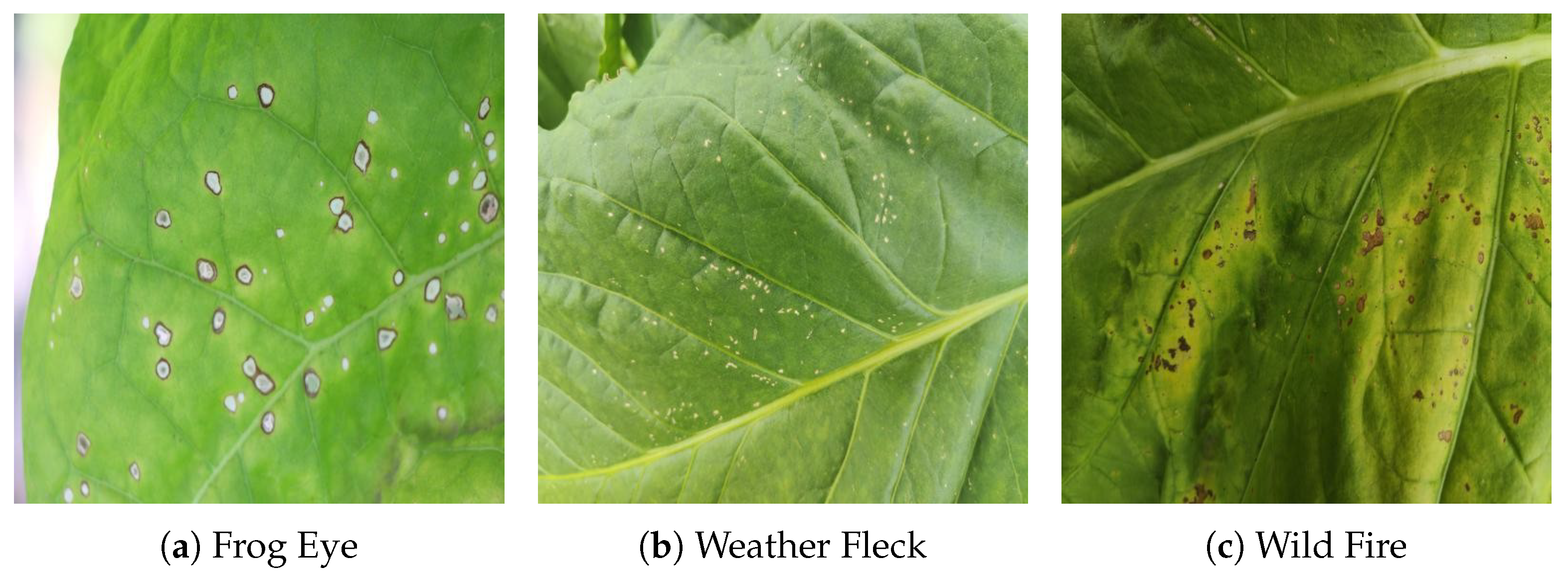 Agronomy 15 01825 g001