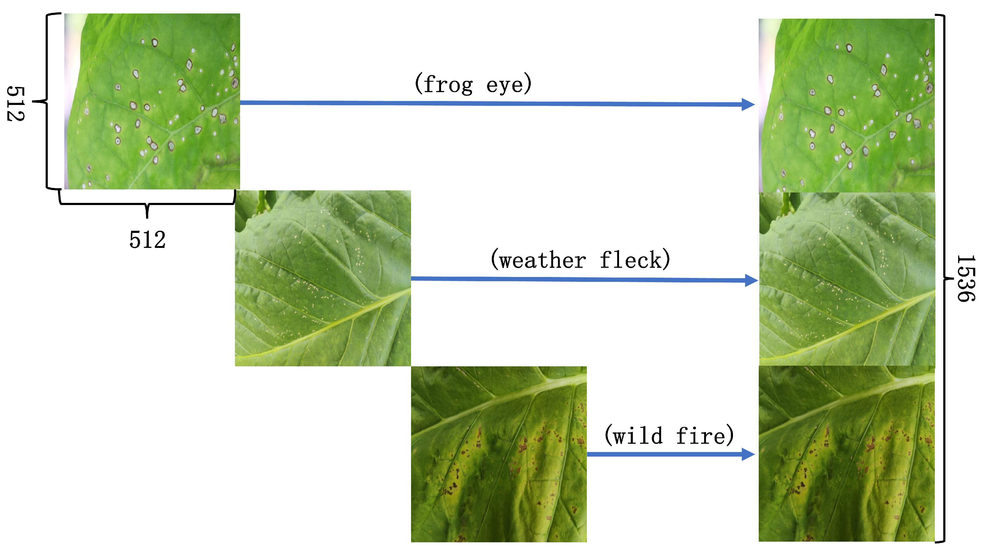 Agronomy 15 01825 g004