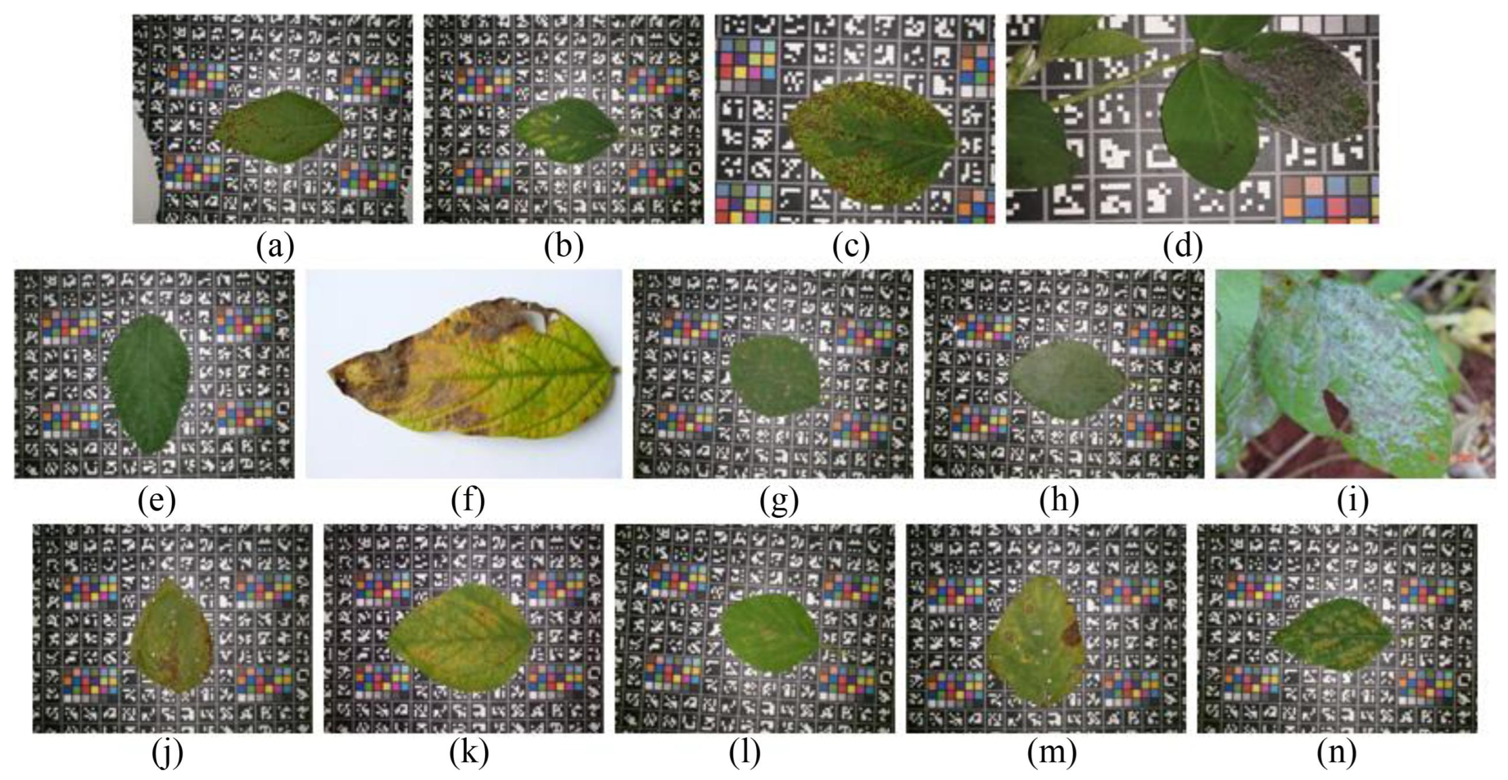 Agronomy 15 01831 g004