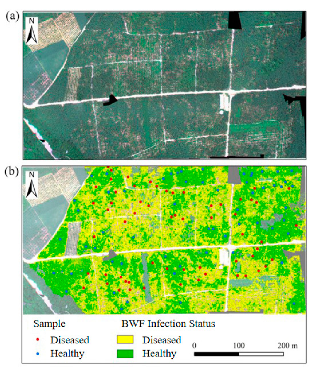 Agronomy 15 01837 g016