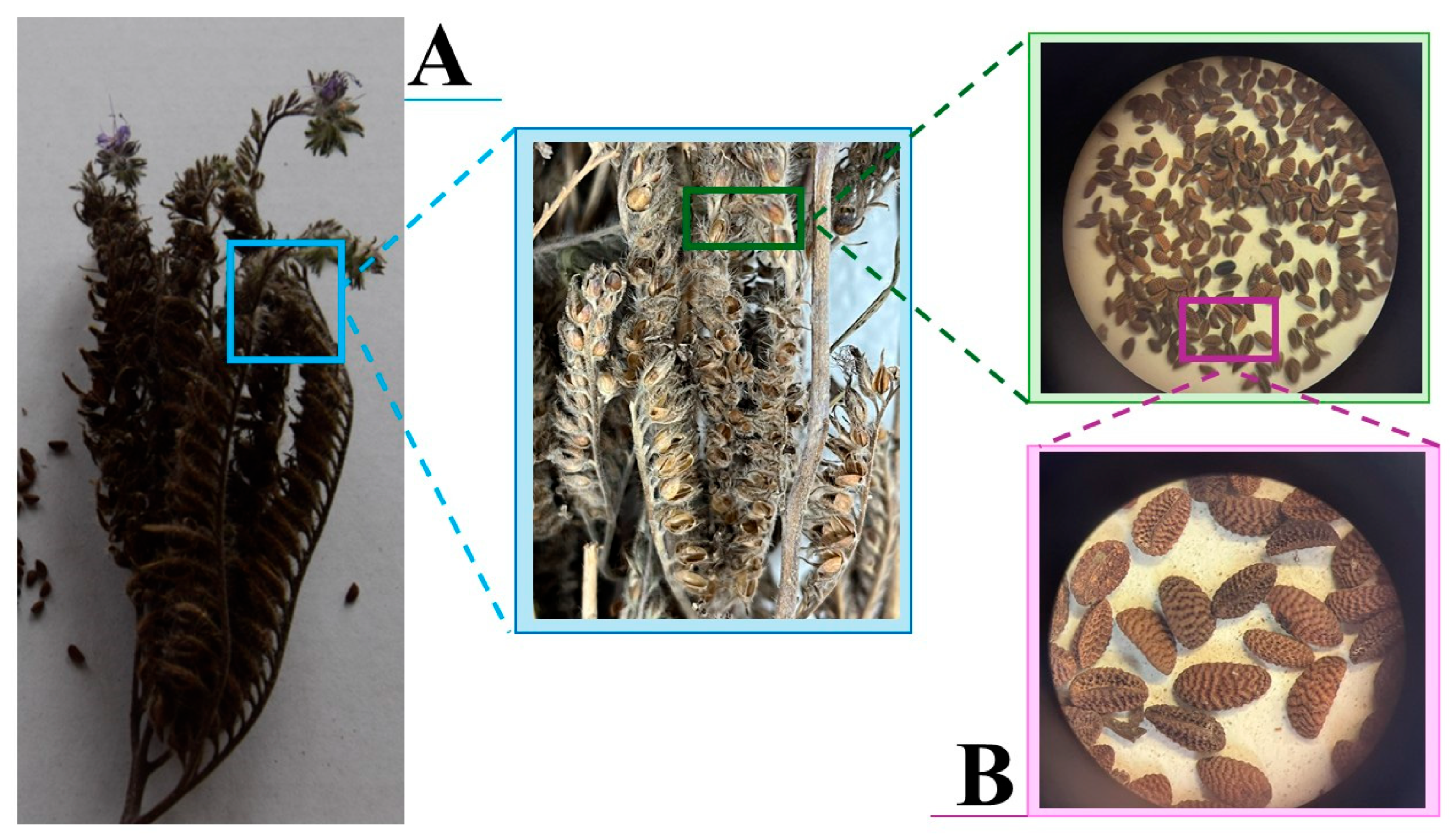 Agronomy 15 01843 g003