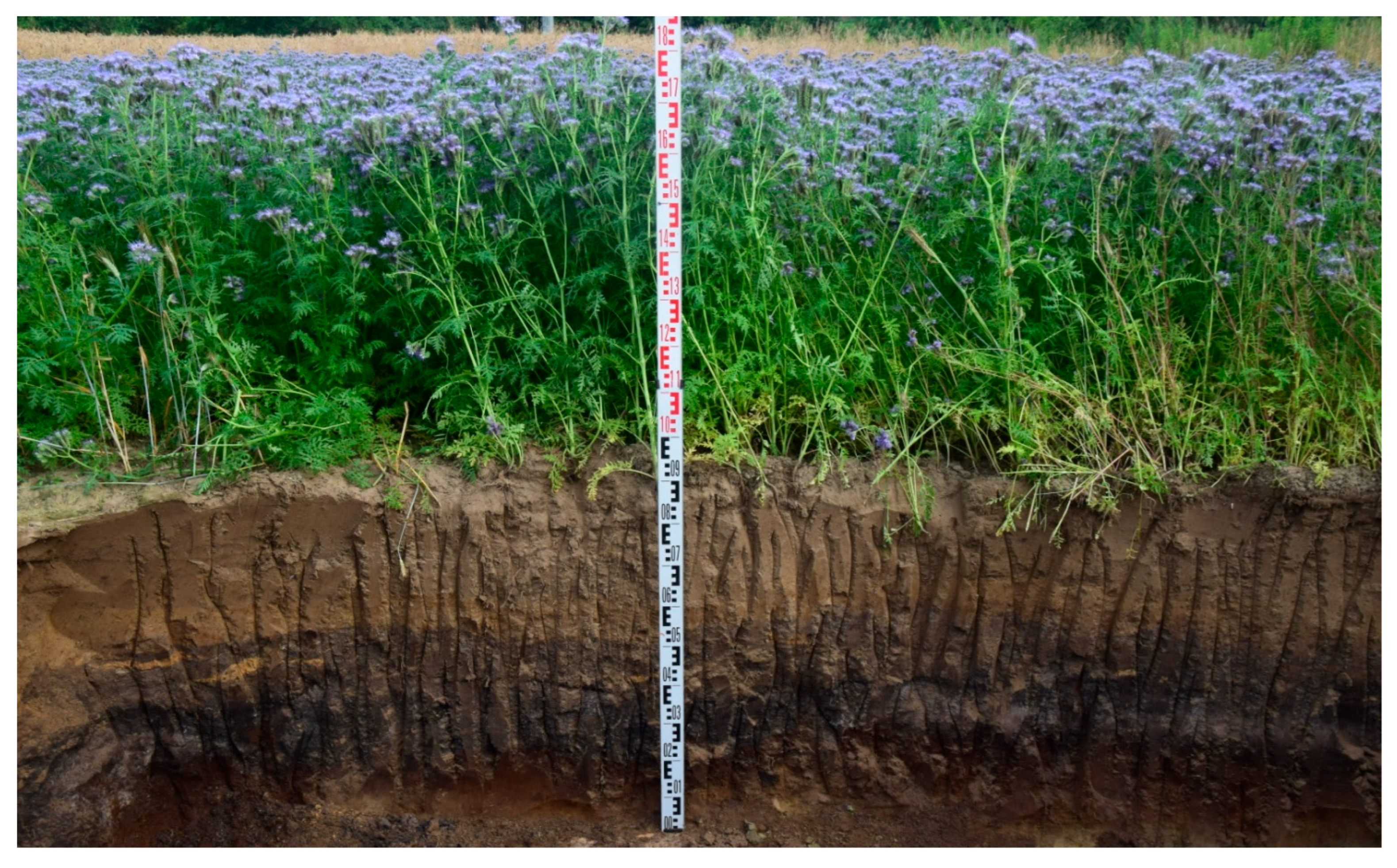 Agronomy 15 01843 g004