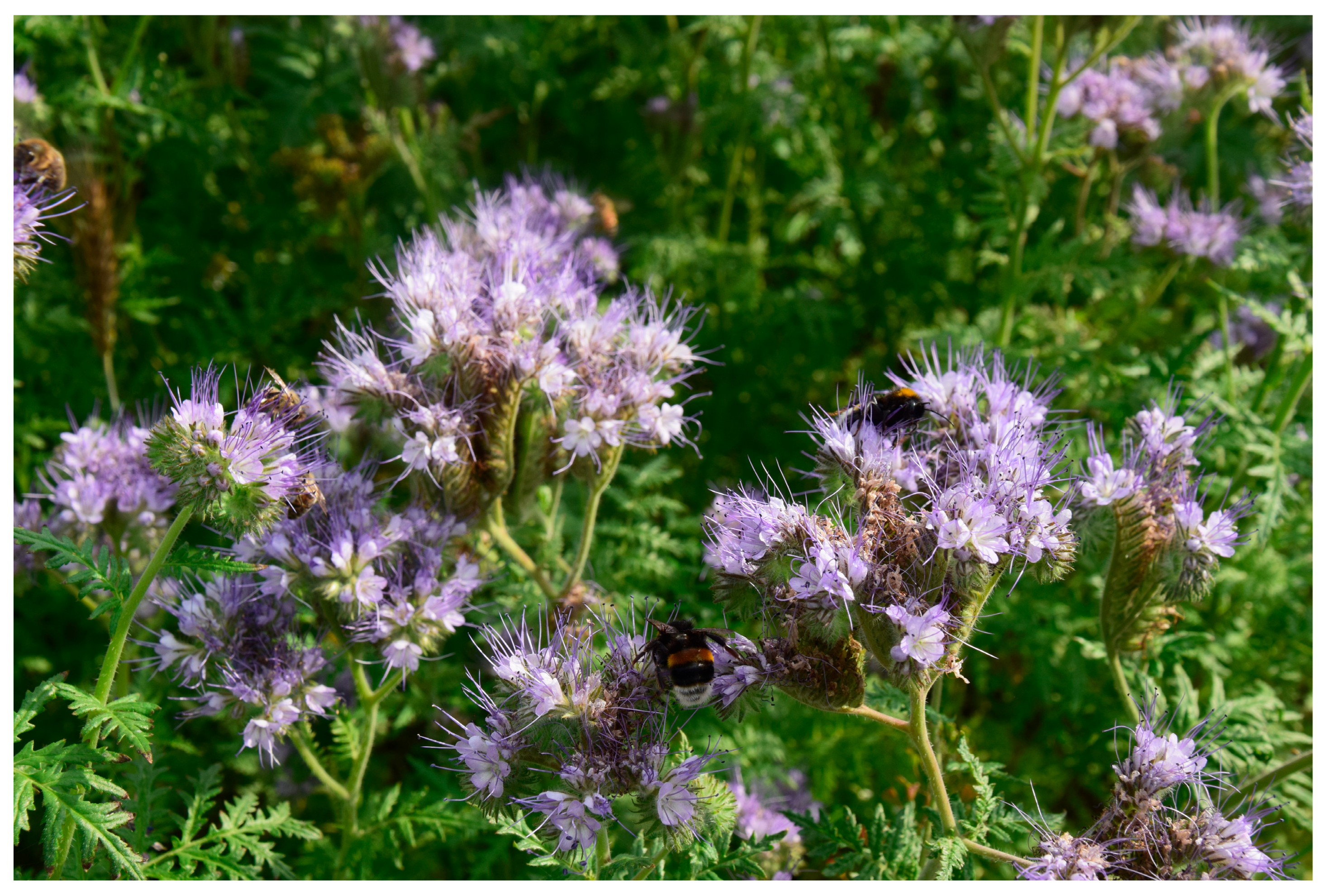 Agronomy 15 01843 g007