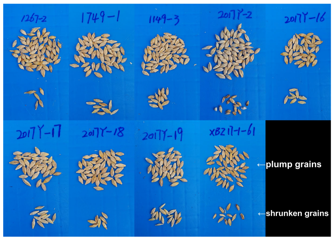 Agronomy 15 01846 g009
