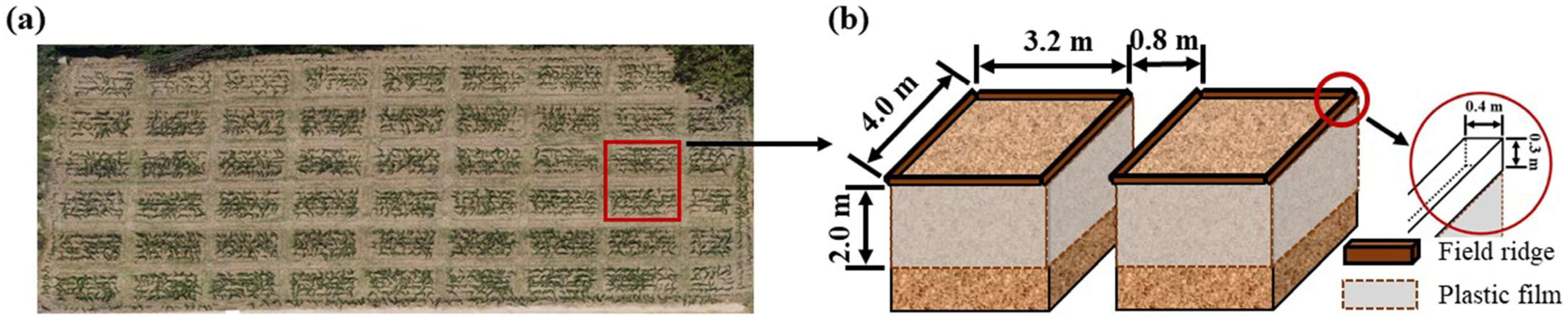 Agronomy 15 01852 g003