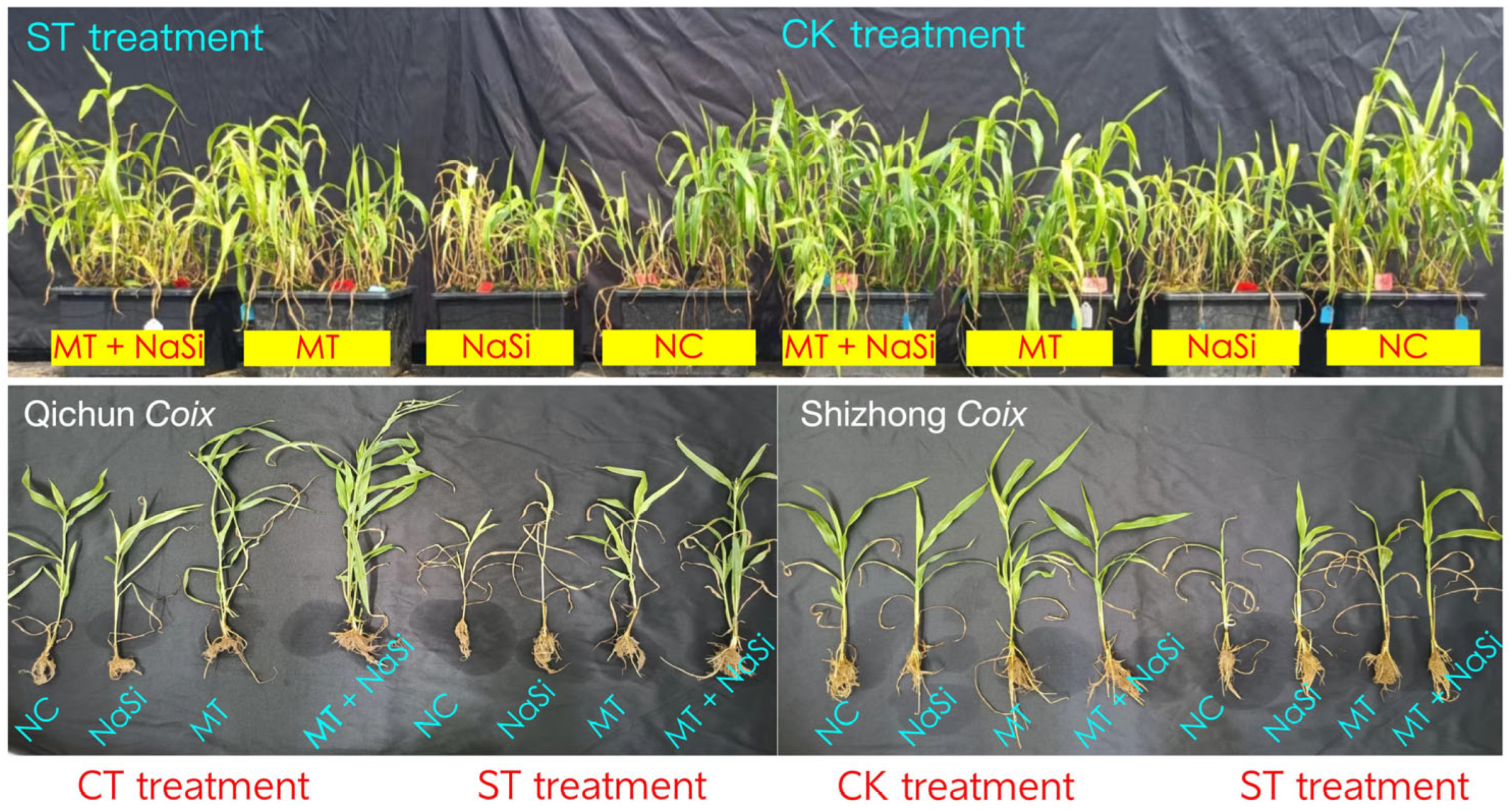 Agronomy 15 01862 g001