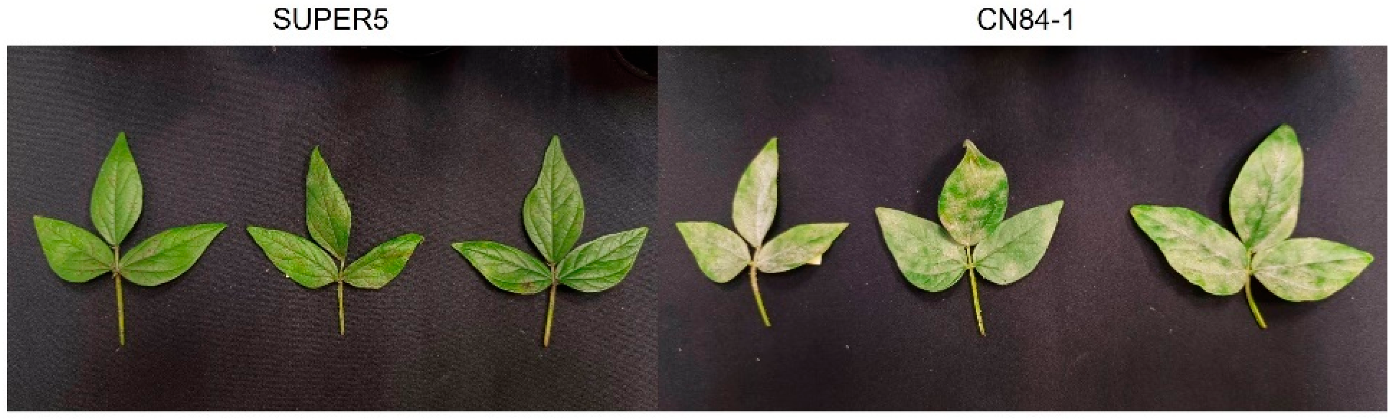 Agronomy 15 01871 g001