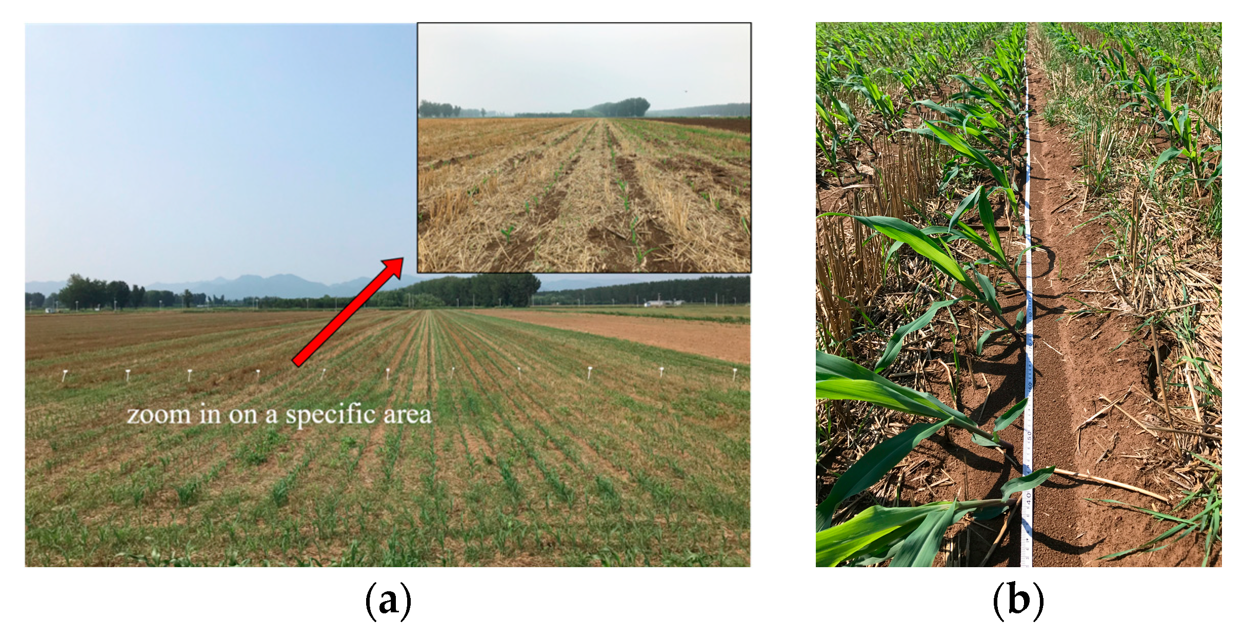 Agronomy 15 01875 g003