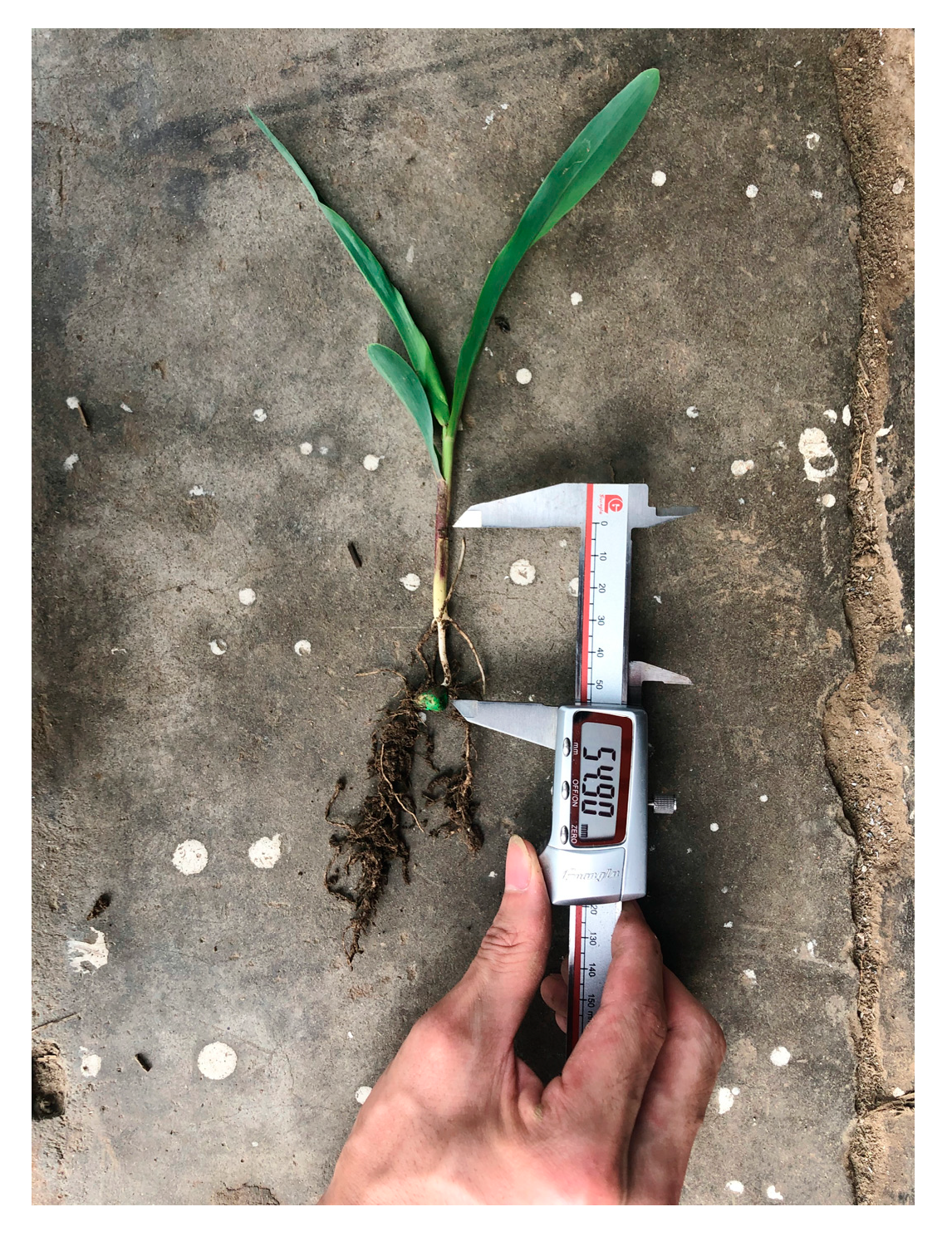 Agronomy 15 01875 g004