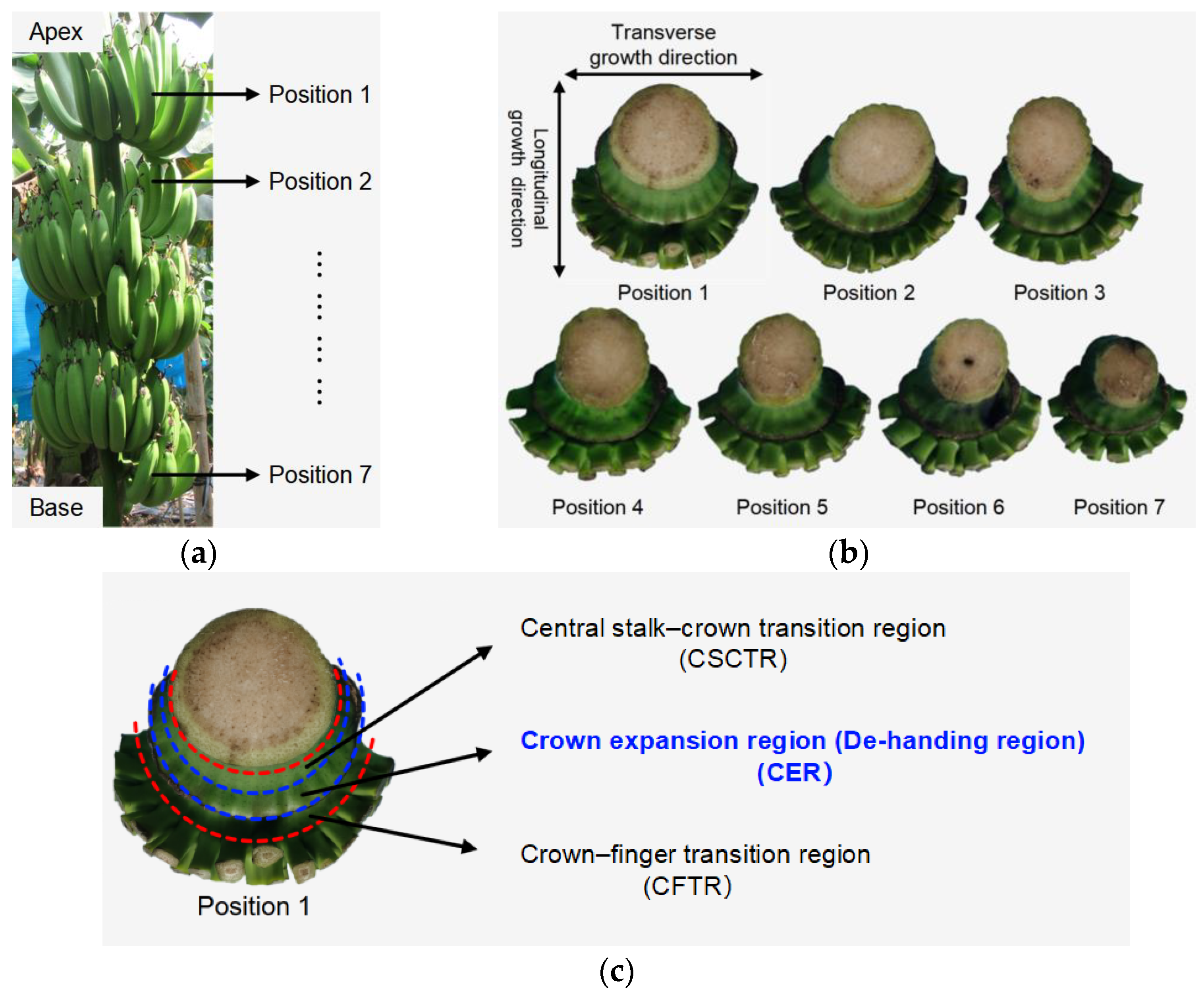 Agronomy 15 01880 g001
