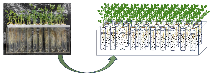 Agronomy 15 01895 g001
