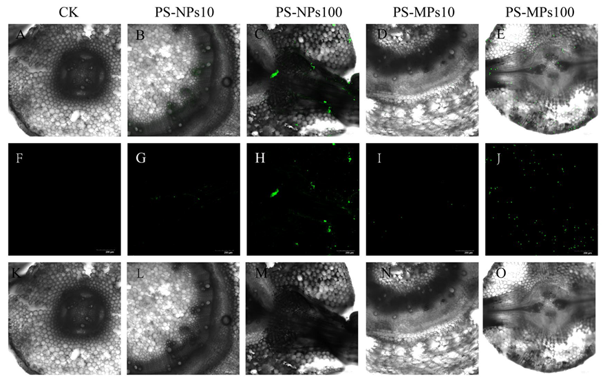 Agronomy 15 01895 g010