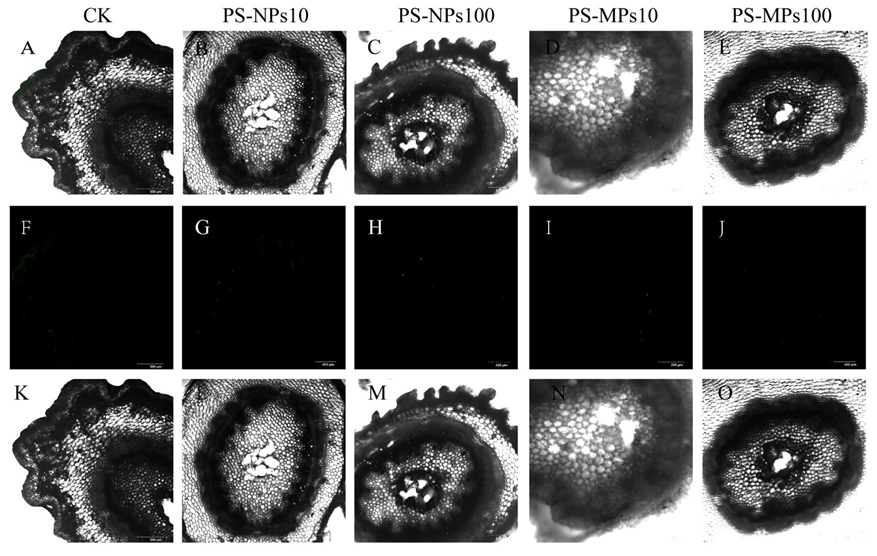 Agronomy 15 01895 g011