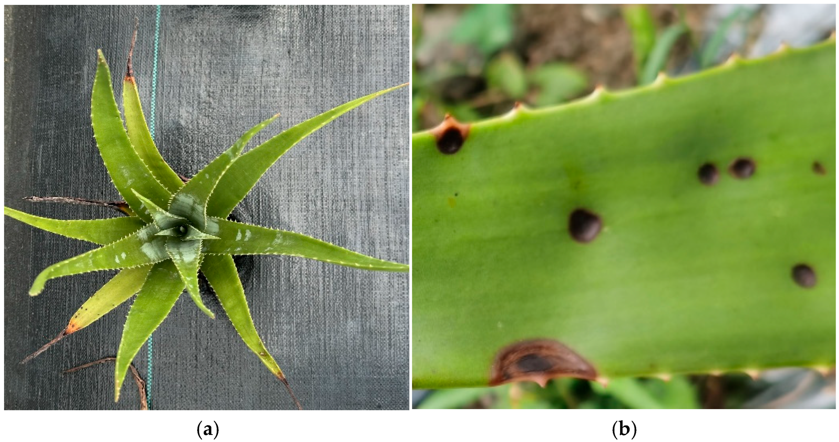 Agronomy 15 01896 g001