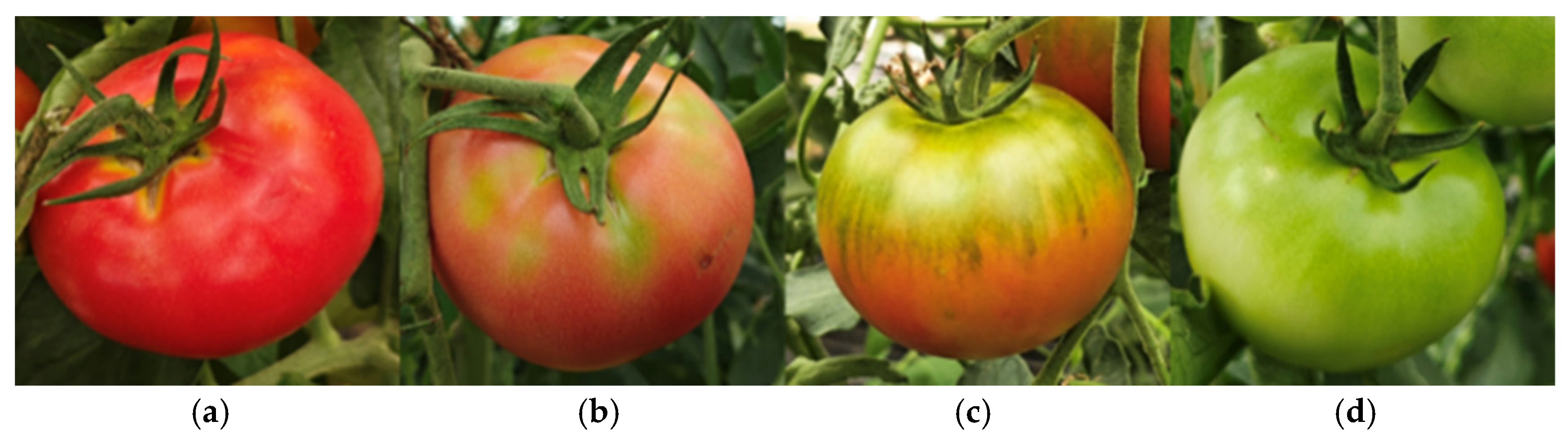 Agronomy 15 01899 g001 Agronomy 15 01899 g001