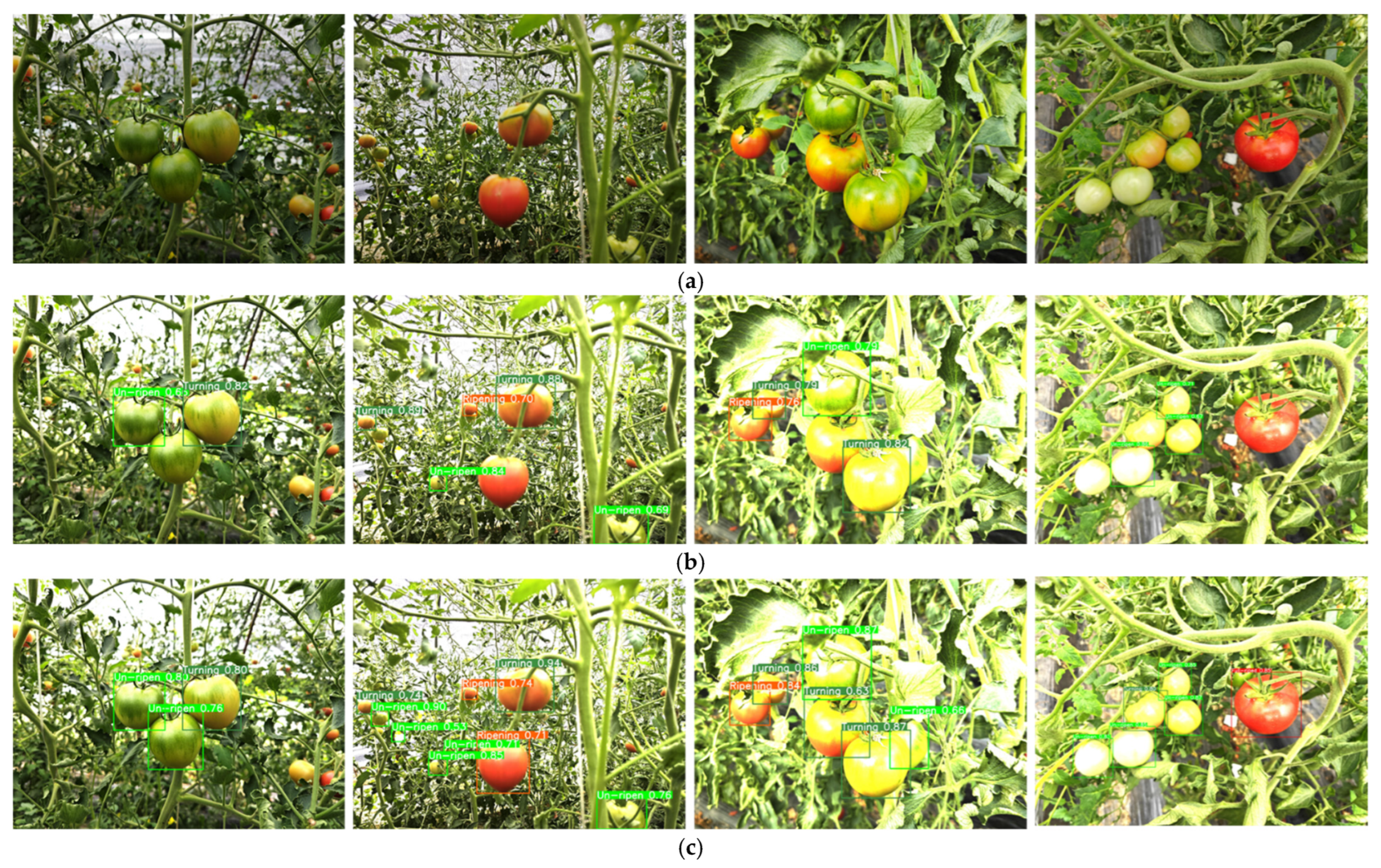 Agronomy 15 01899 g016 Agronomy 15 01899 g016