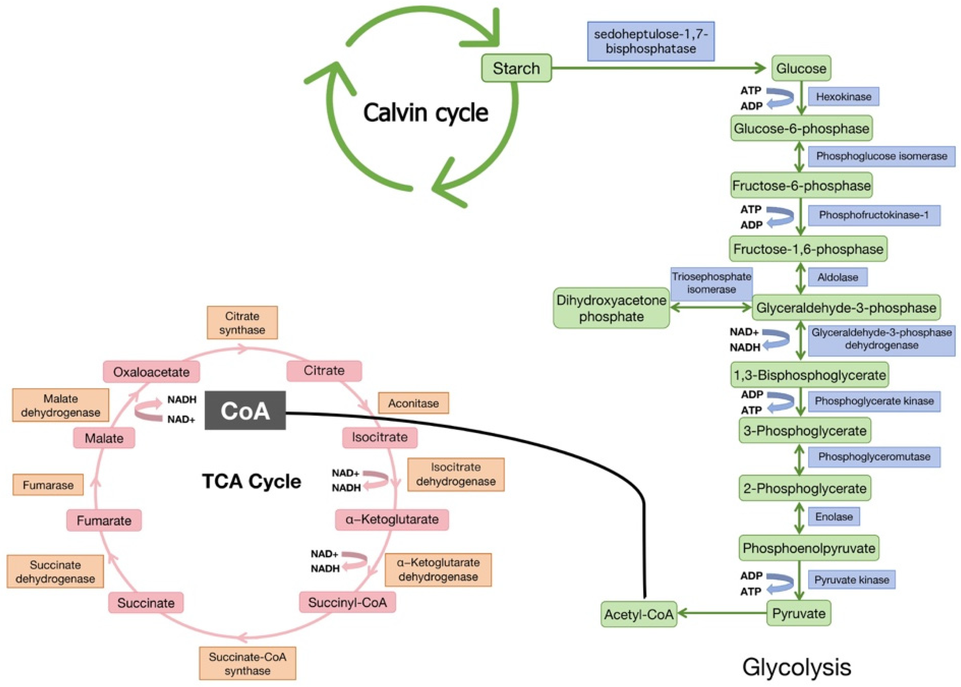 Agronomy 15 01910 g002
