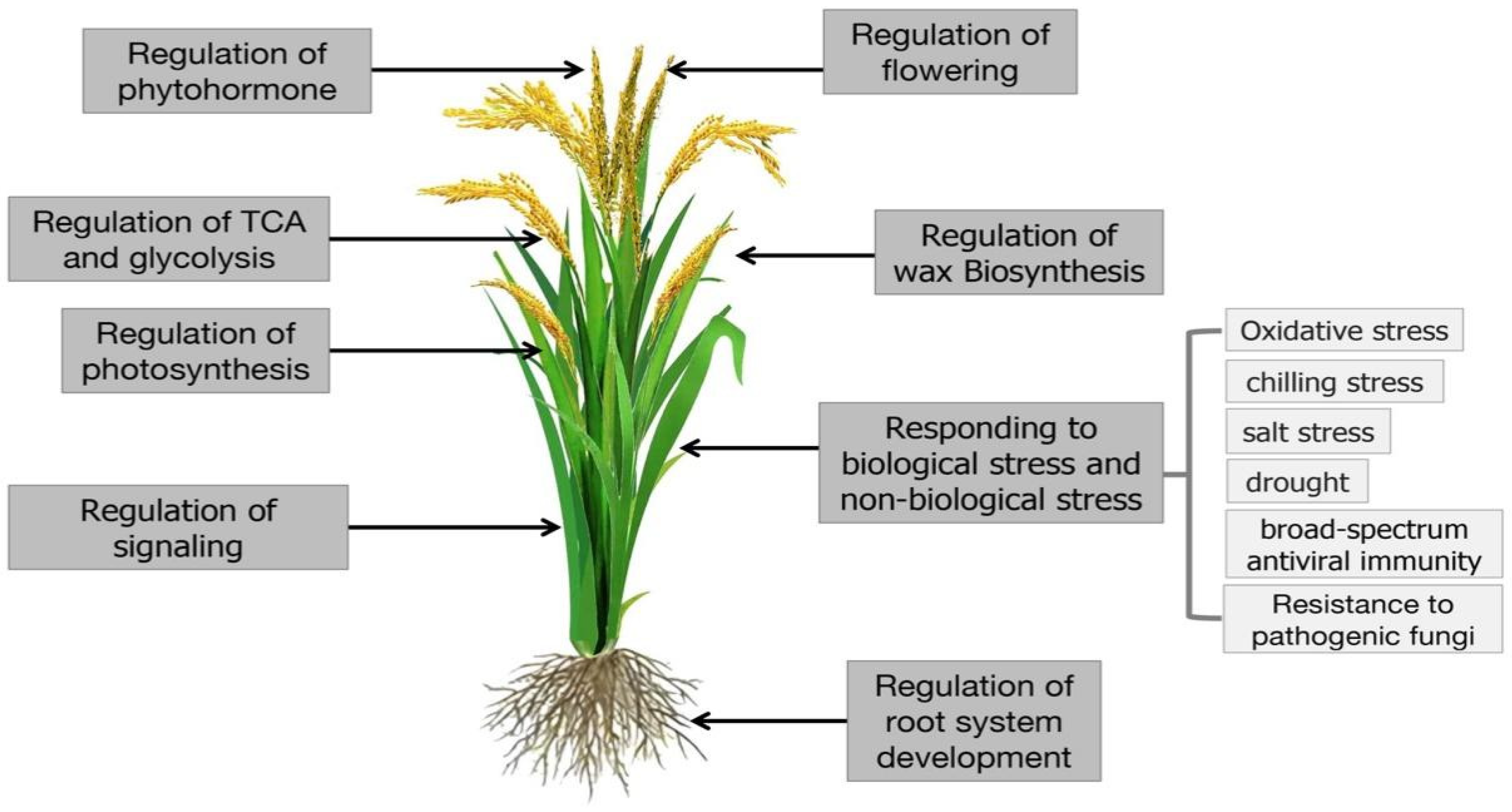 Agronomy 15 01910 g003