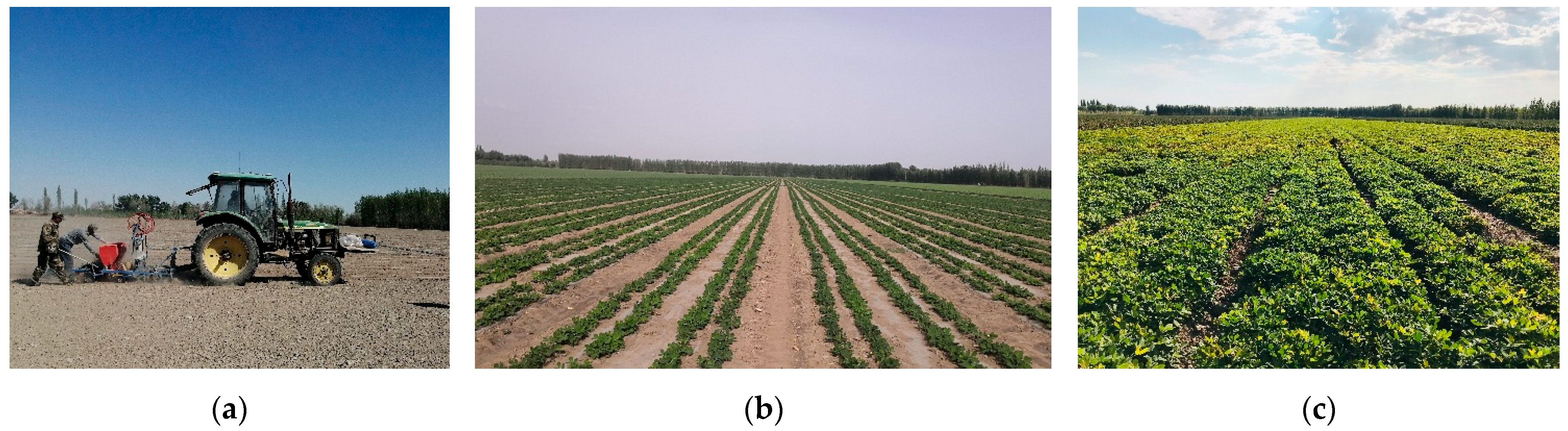 Agronomy 15 01917 g015 Agronomy 15 01917 g015