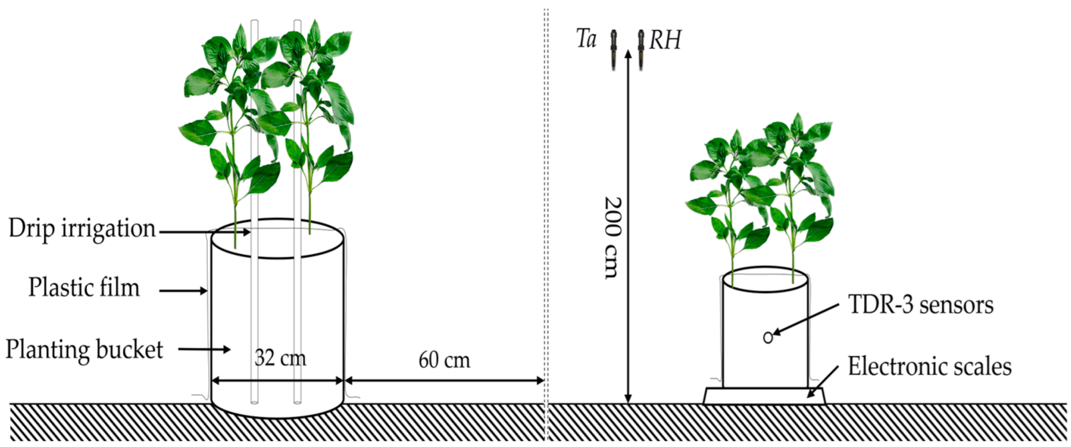 Agronomy 15 01921 g004 Agronomy 15 01921 g004