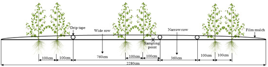 その他 ku ALL STAR BOARDERSTAR OX / SHINYAKOZUKA / オールスター