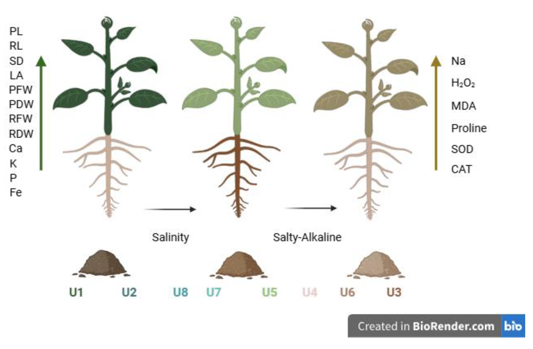 Agronomy 15 01945 g005