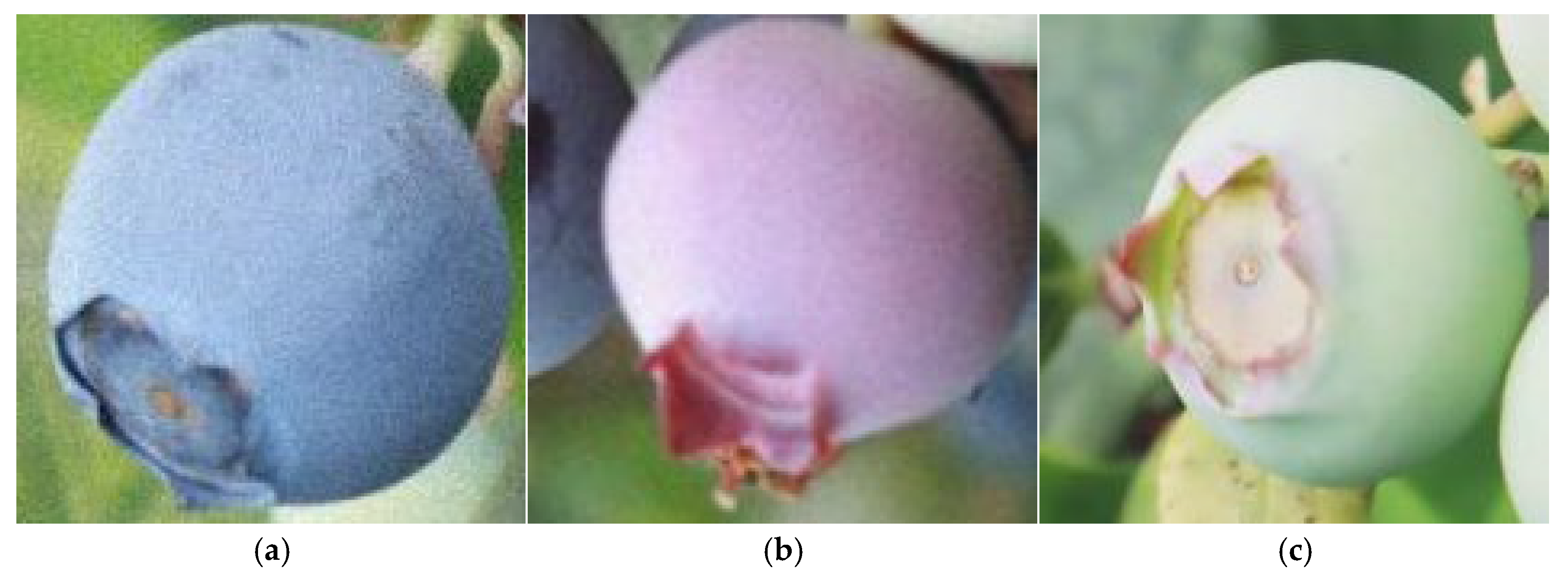 Agronomy 15 01948 g002