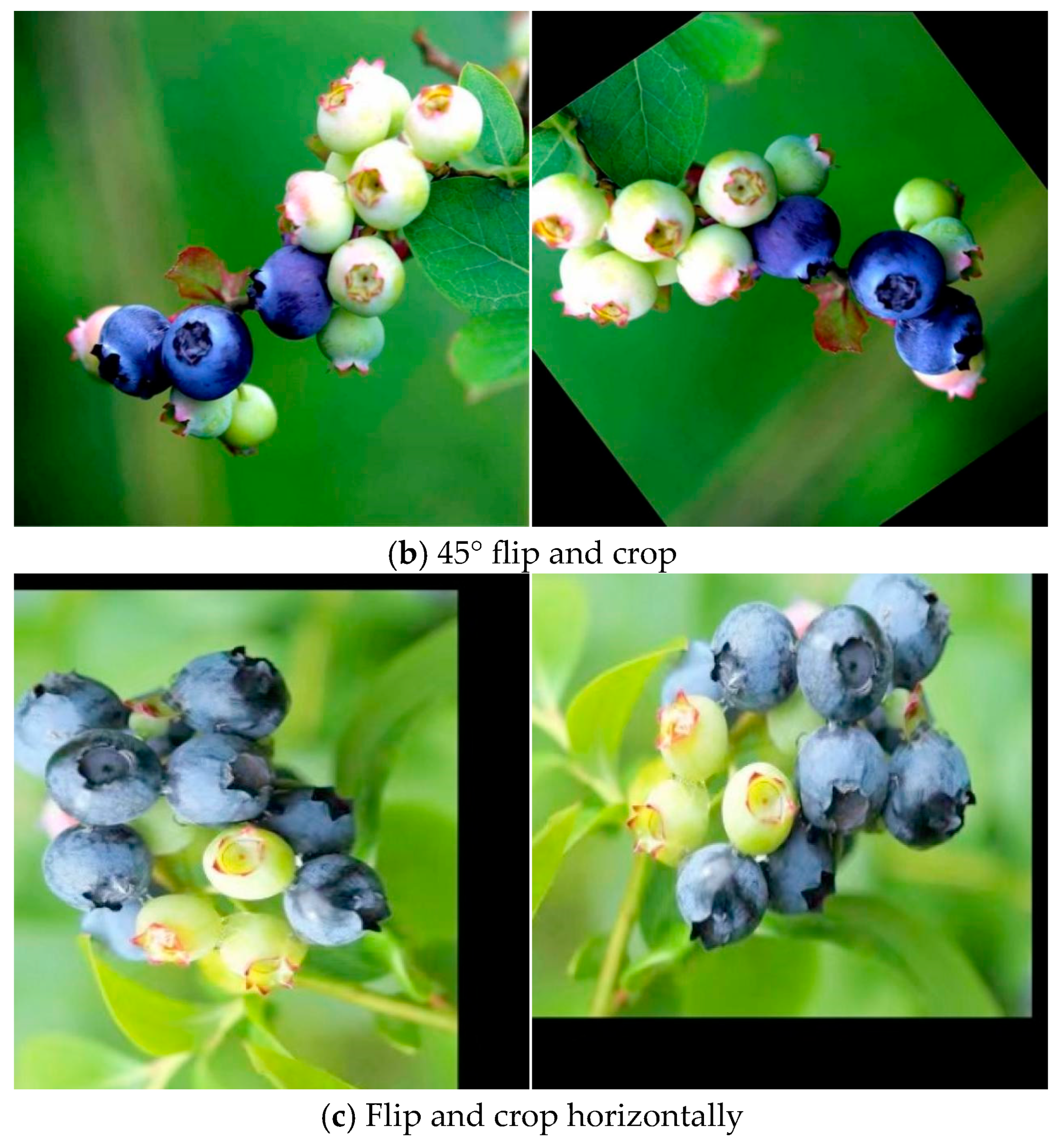 Agronomy 15 01948 g003b