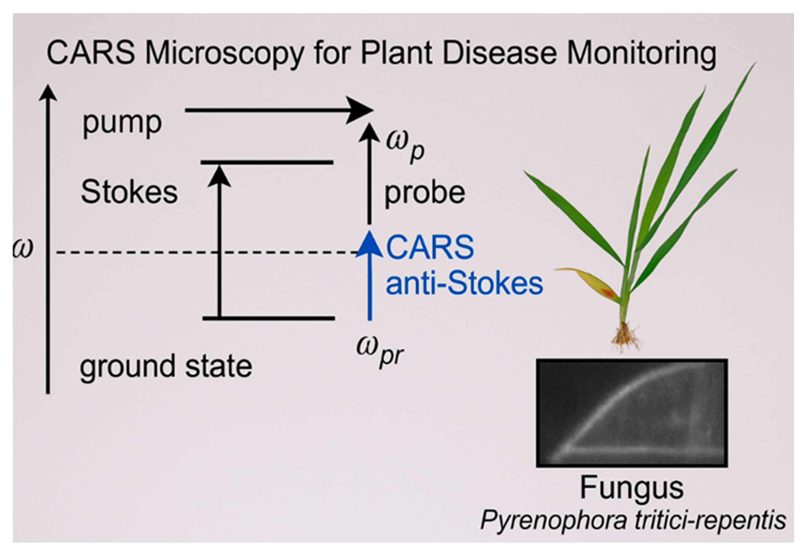 Agronomy 15 01952 g004 Agronomy 15 01952 g004