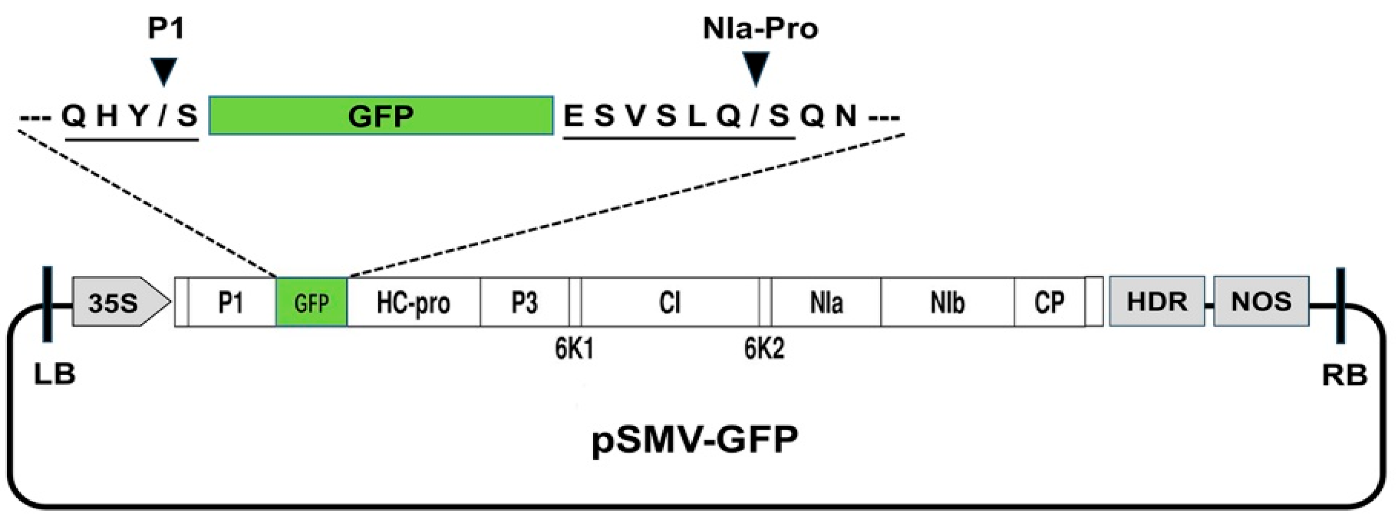 Agronomy 15 01960 g001 Agronomy 15 01960 g001