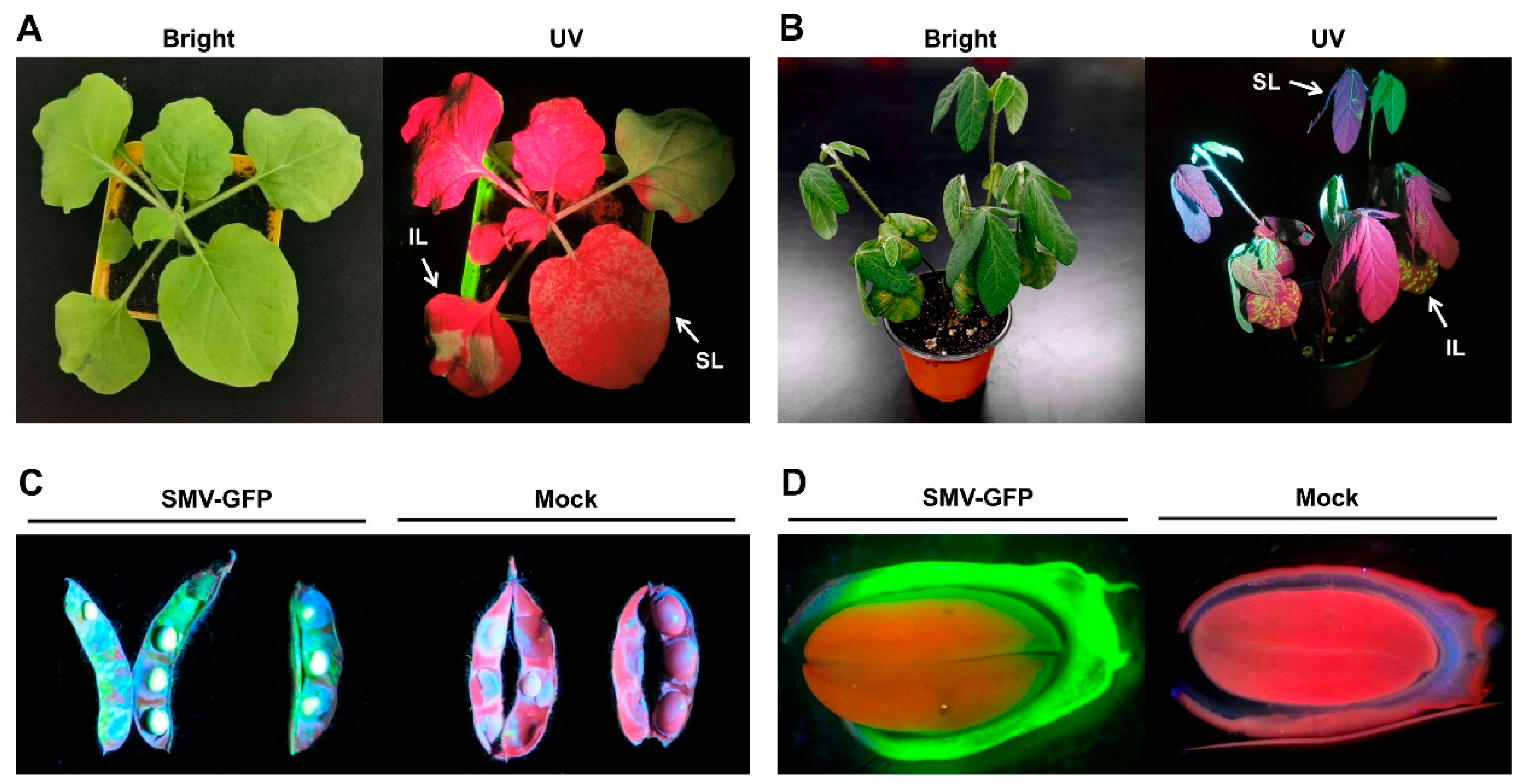 Agronomy 15 01960 g002 Agronomy 15 01960 g002