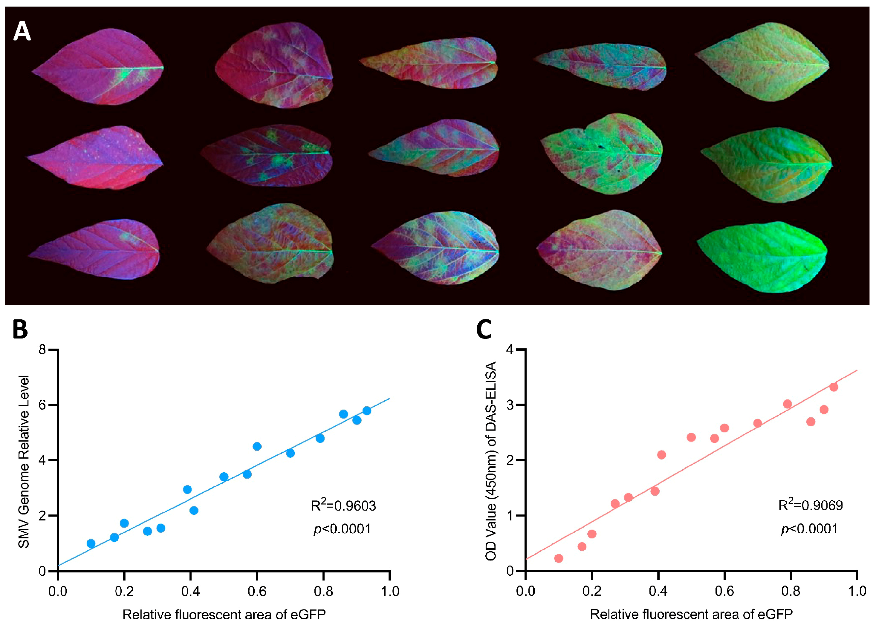 Agronomy 15 01960 g003 Agronomy 15 01960 g003