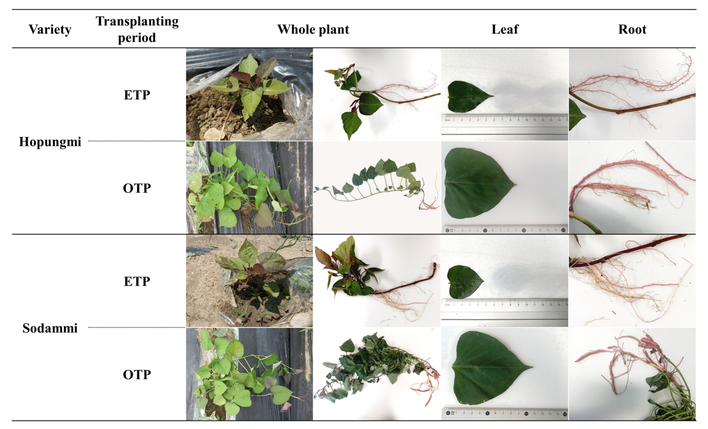 Agronomy 15 01963 g002 Agronomy 15 01963 g002
