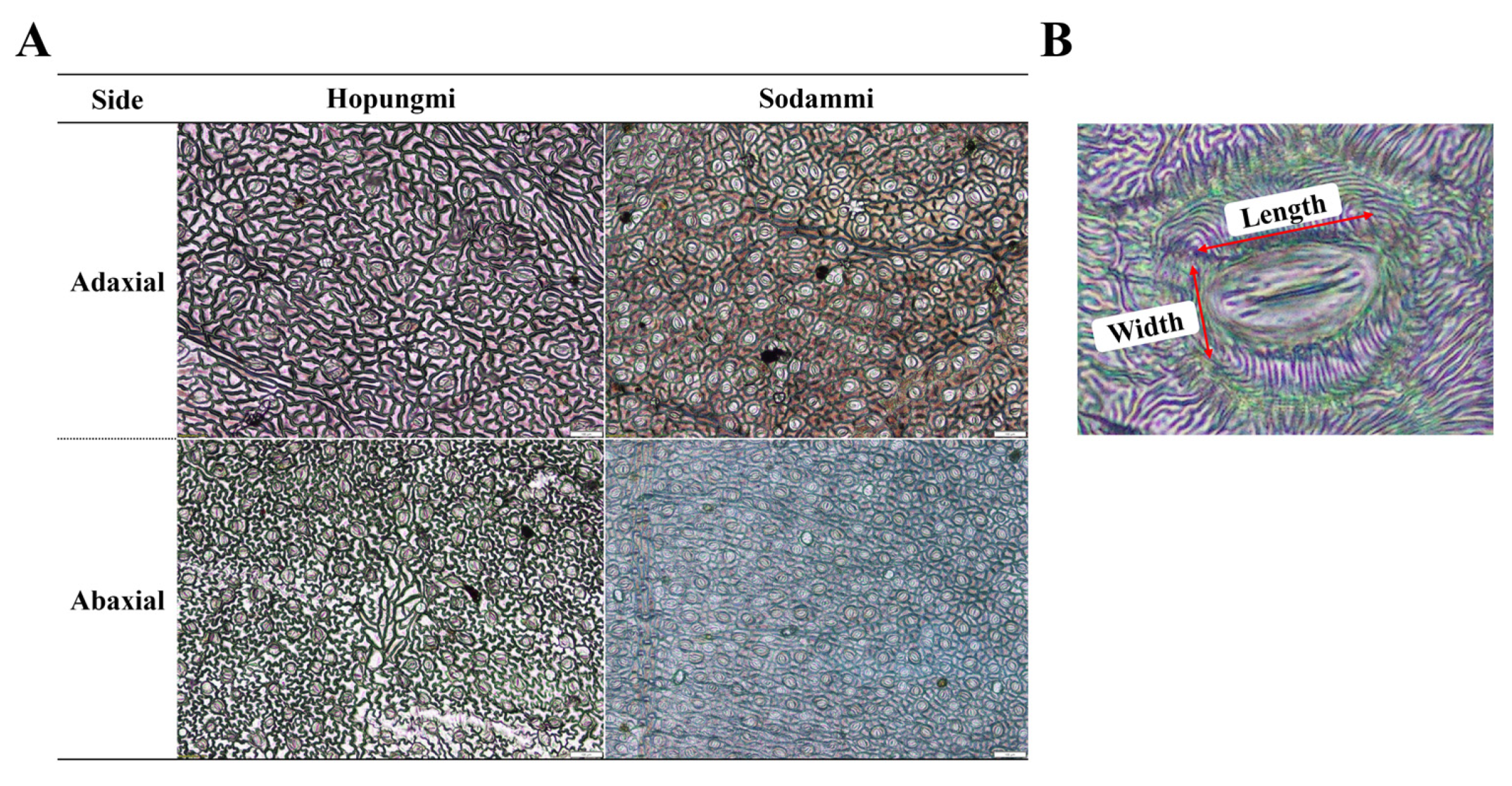 Agronomy 15 01963 g003 Agronomy 15 01963 g003