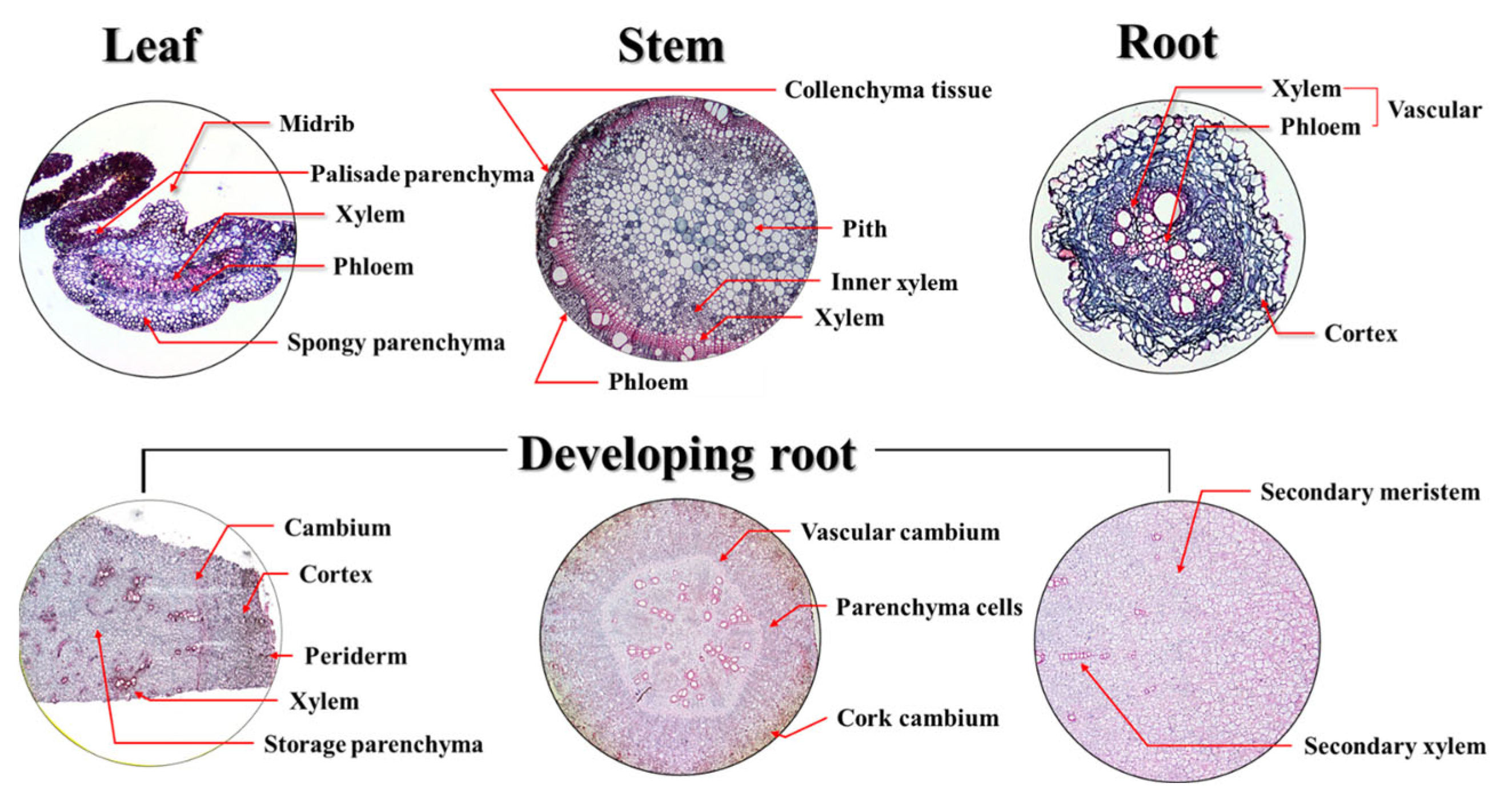 Agronomy 15 01963 g005 Agronomy 15 01963 g005
