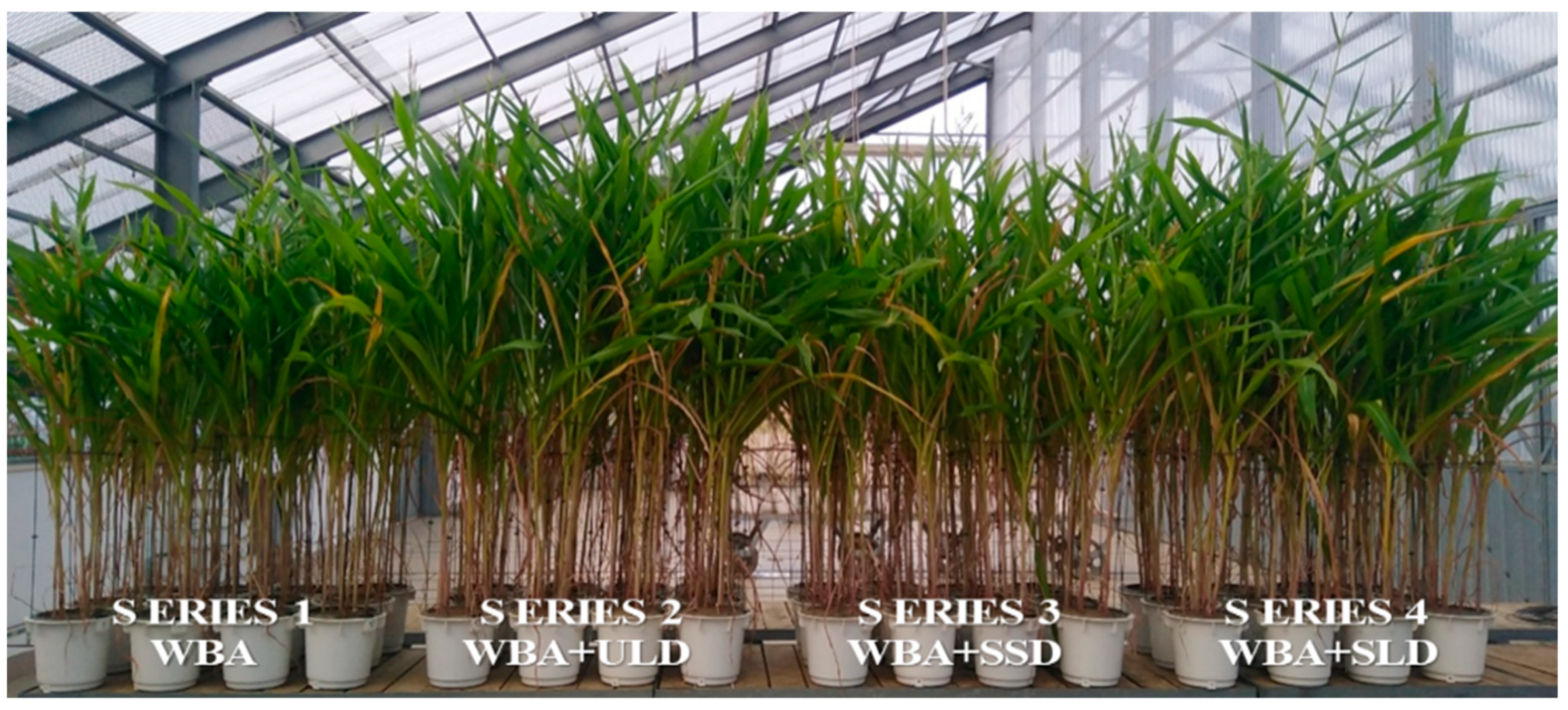 Agronomy 15 01968 g001 Agronomy 15 01968 g001