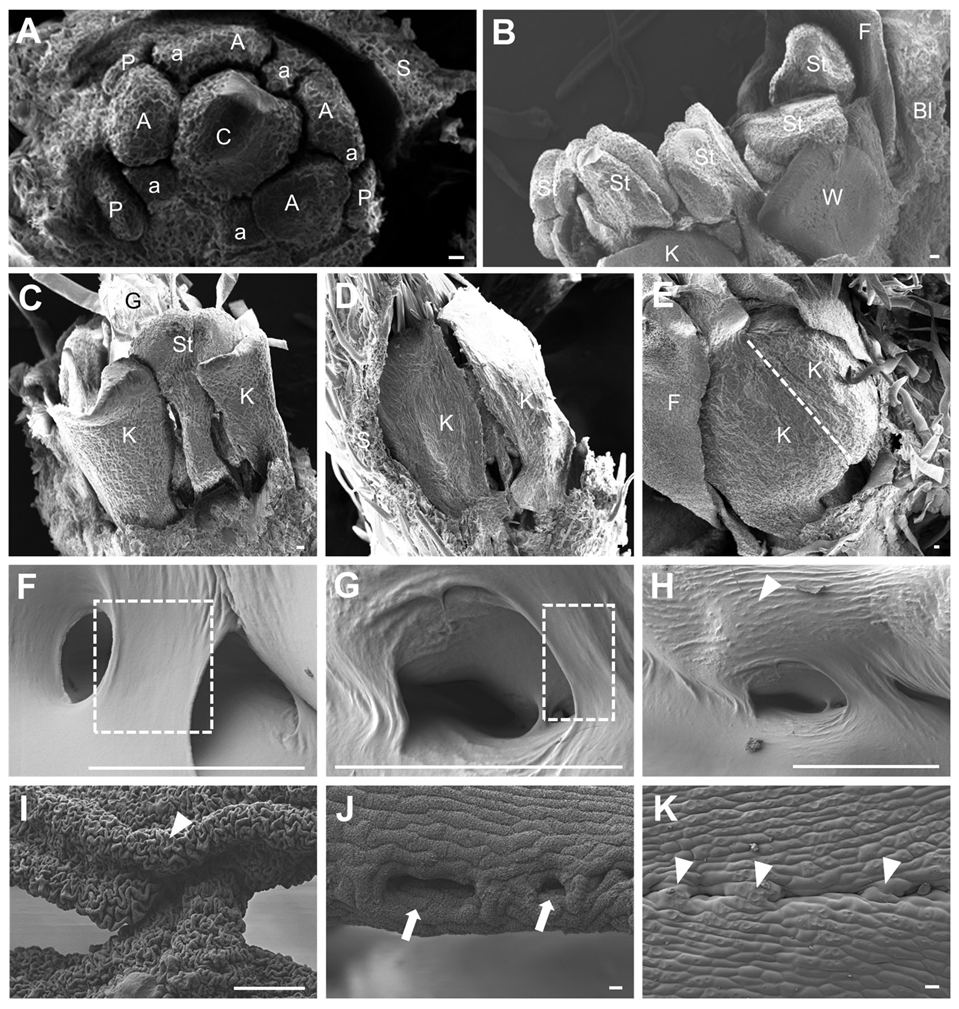 Agronomy 15 01971 g002 Agronomy 15 01971 g002