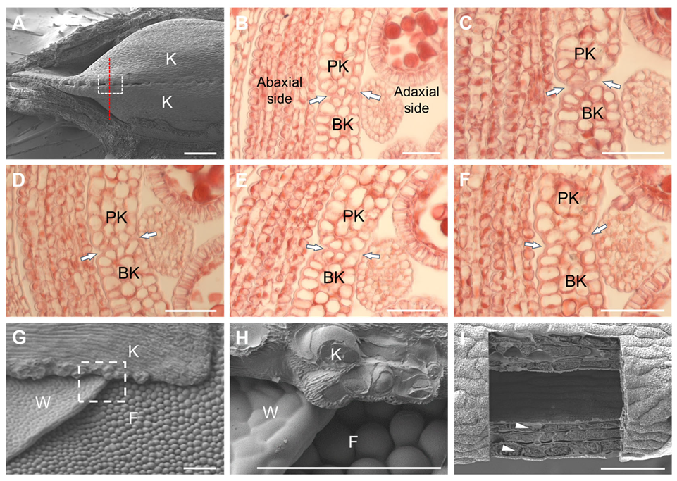 Agronomy 15 01971 g004 Agronomy 15 01971 g004