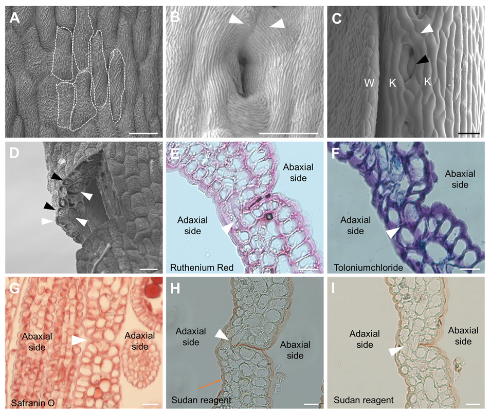 Agronomy 15 01971 g005 Agronomy 15 01971 g005