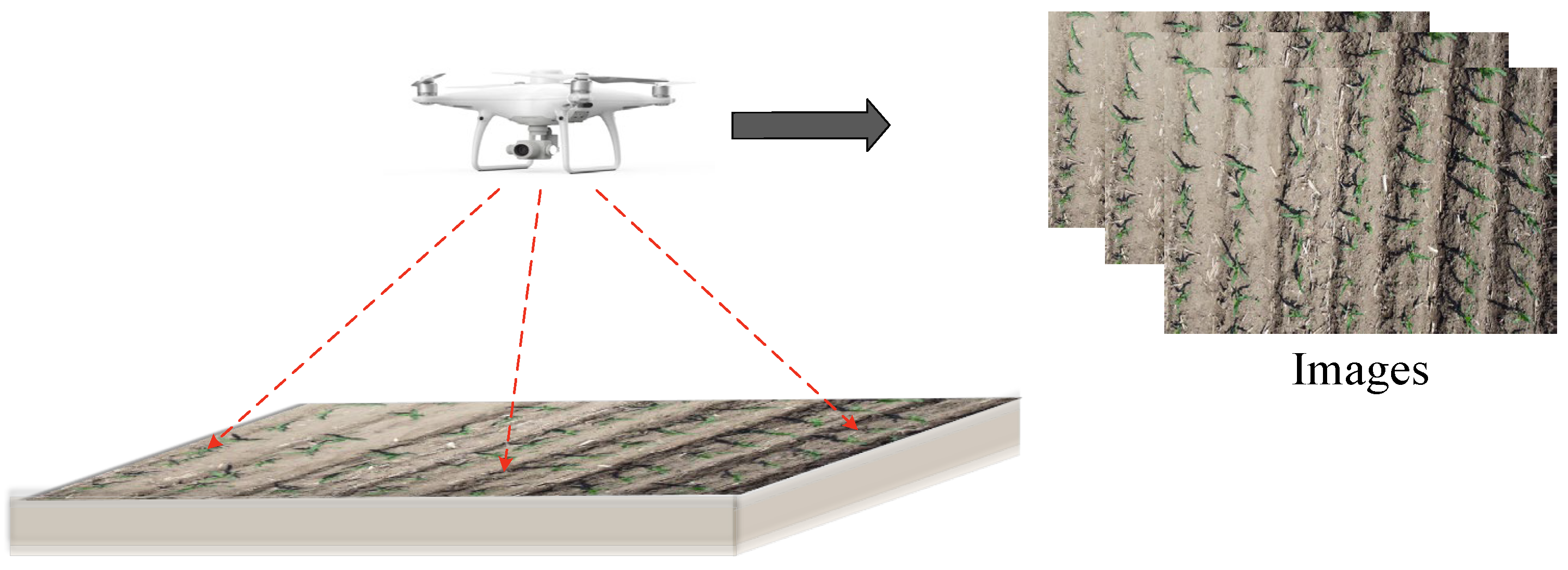 Agronomy 15 01972 g001 Agronomy 15 01972 g001