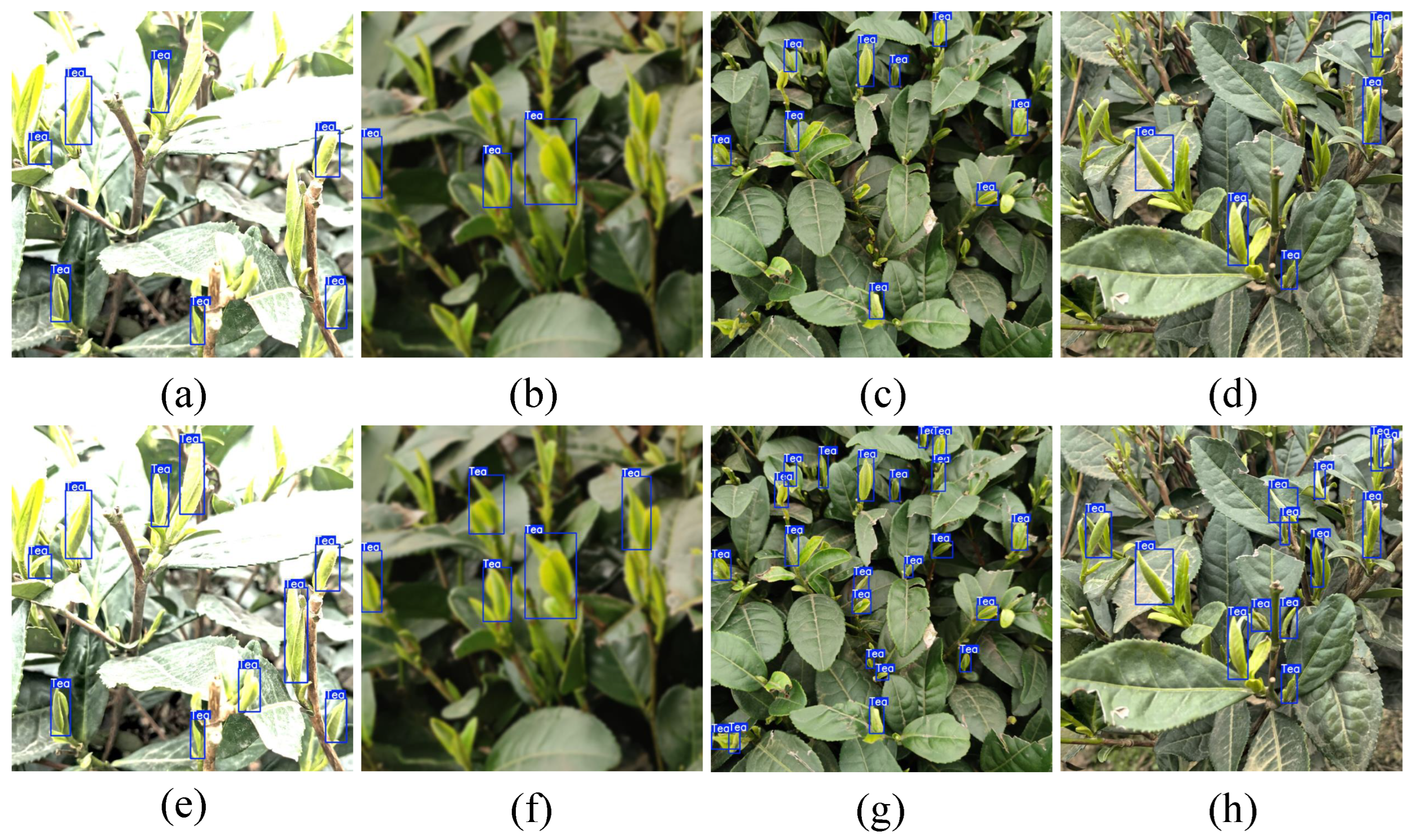 Agronomy 15 01990 g008